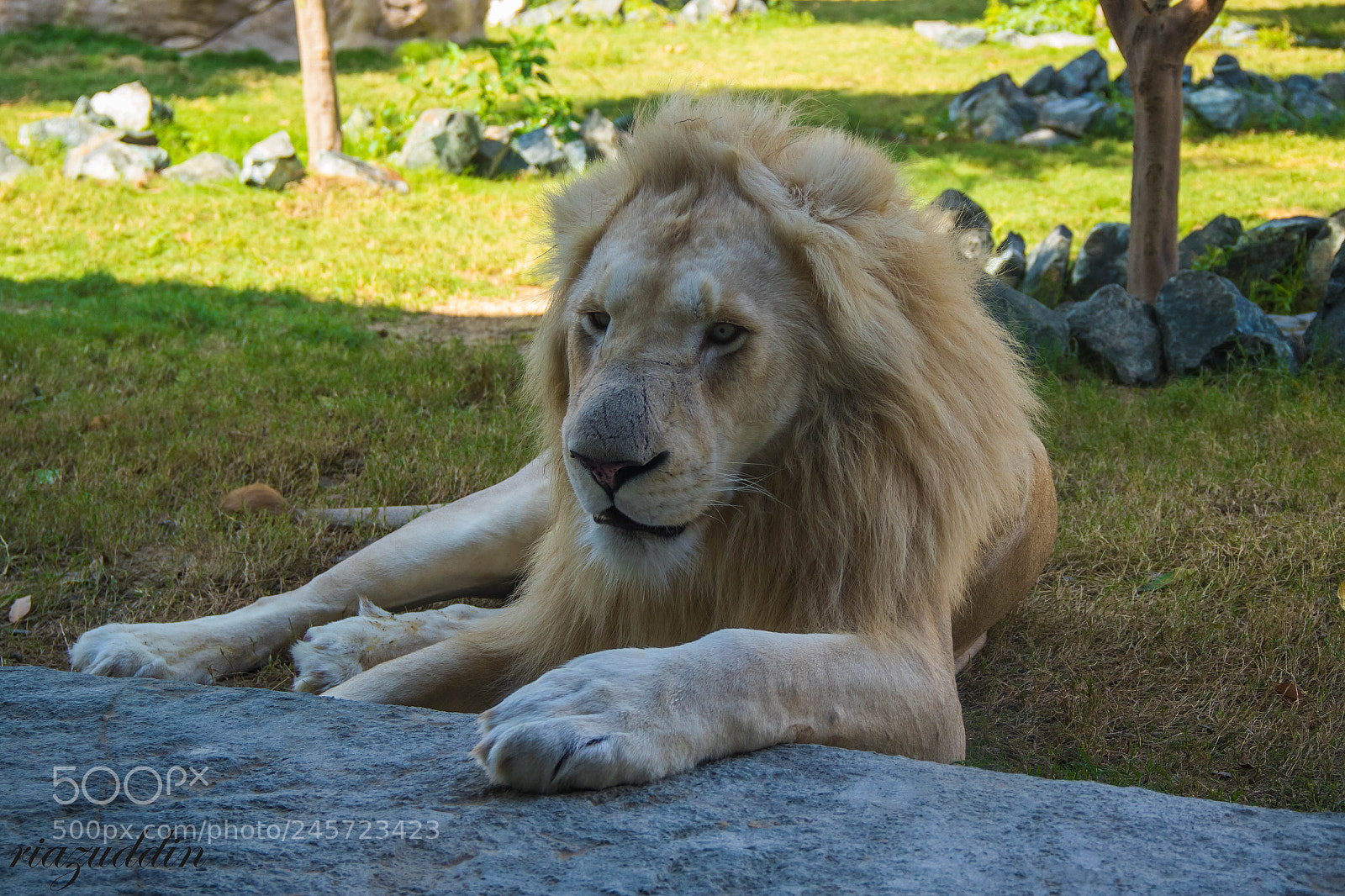 Canon EOS 7D Mark II sample photo. The white king.... photography