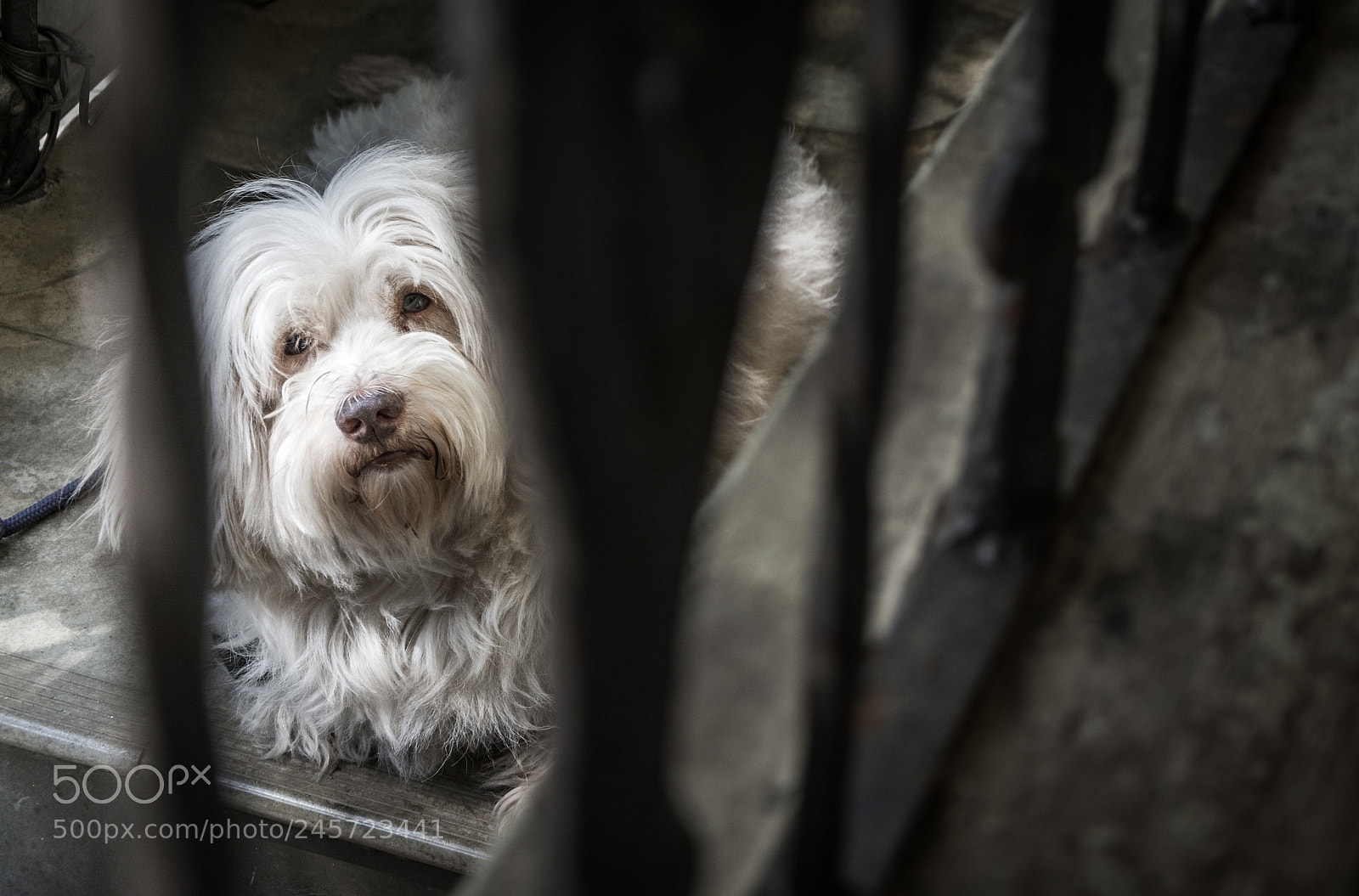 Nikon D7100 sample photo. Dear  "bruno" photography
