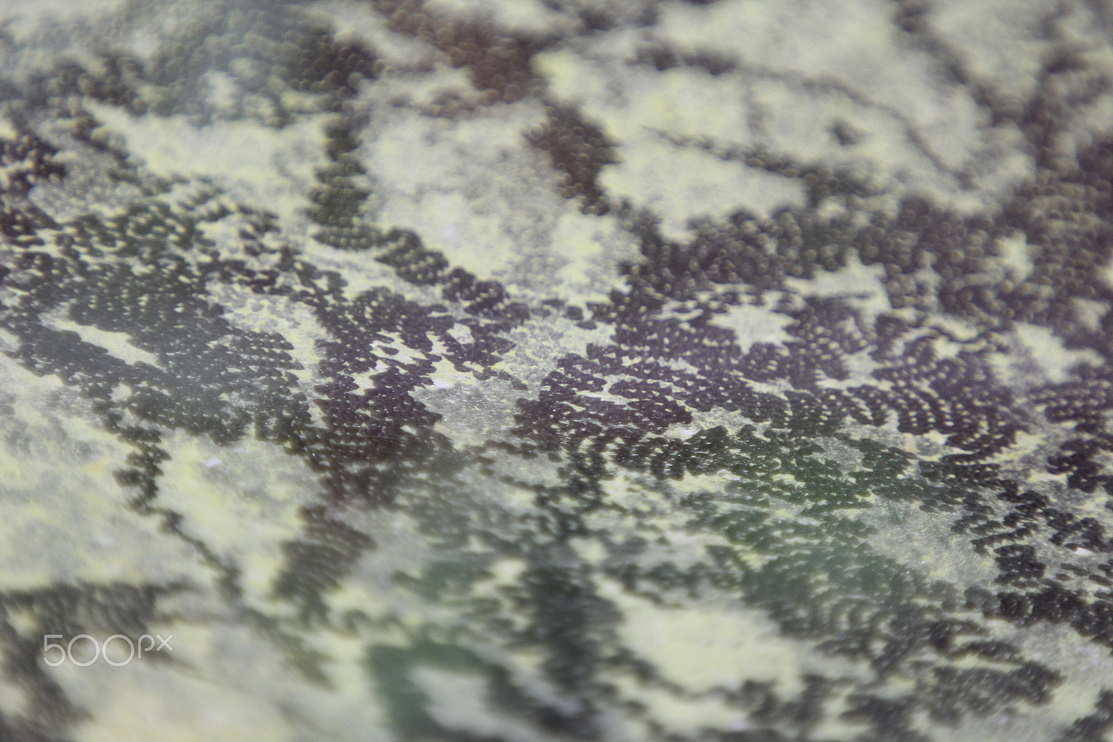 Canon EOS 60D sample photo. Img photography