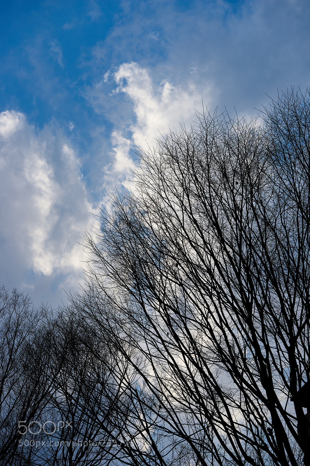 Sony a7 sample photo. Trees 122 photography