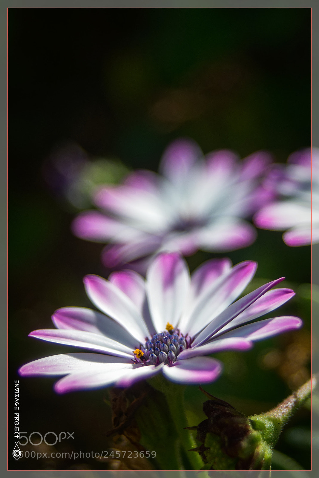 Sony a7R sample photo. Daisies photography