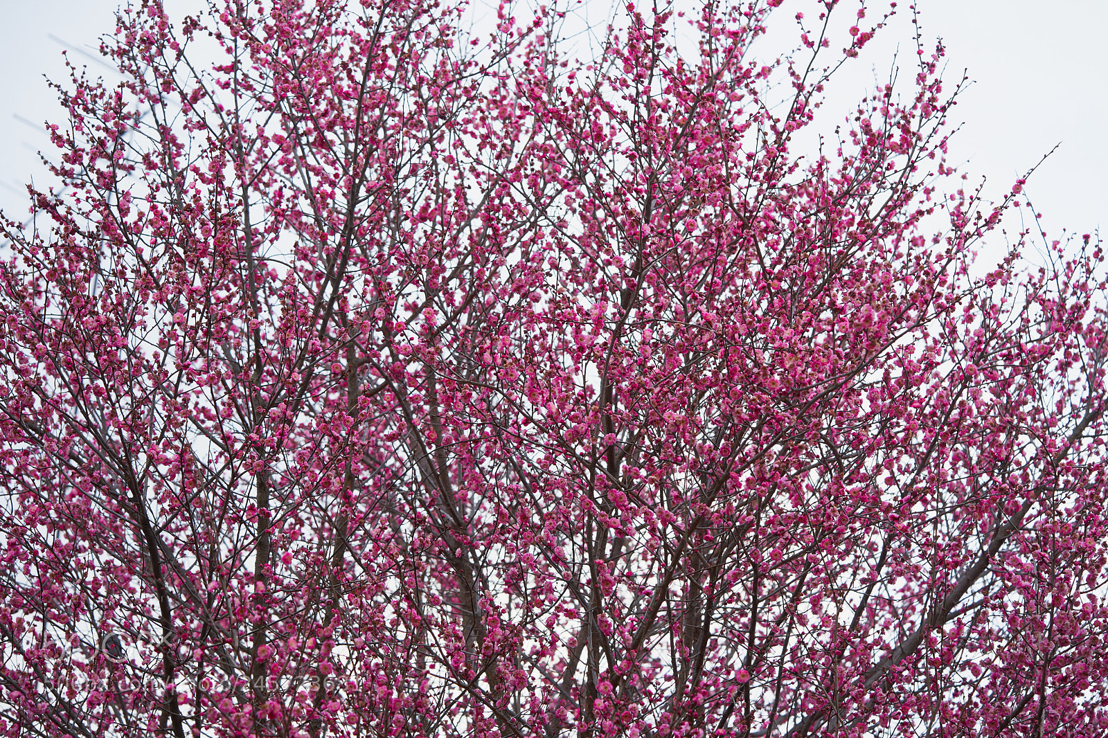 Sony a7 sample photo. Flowers 6123 photography