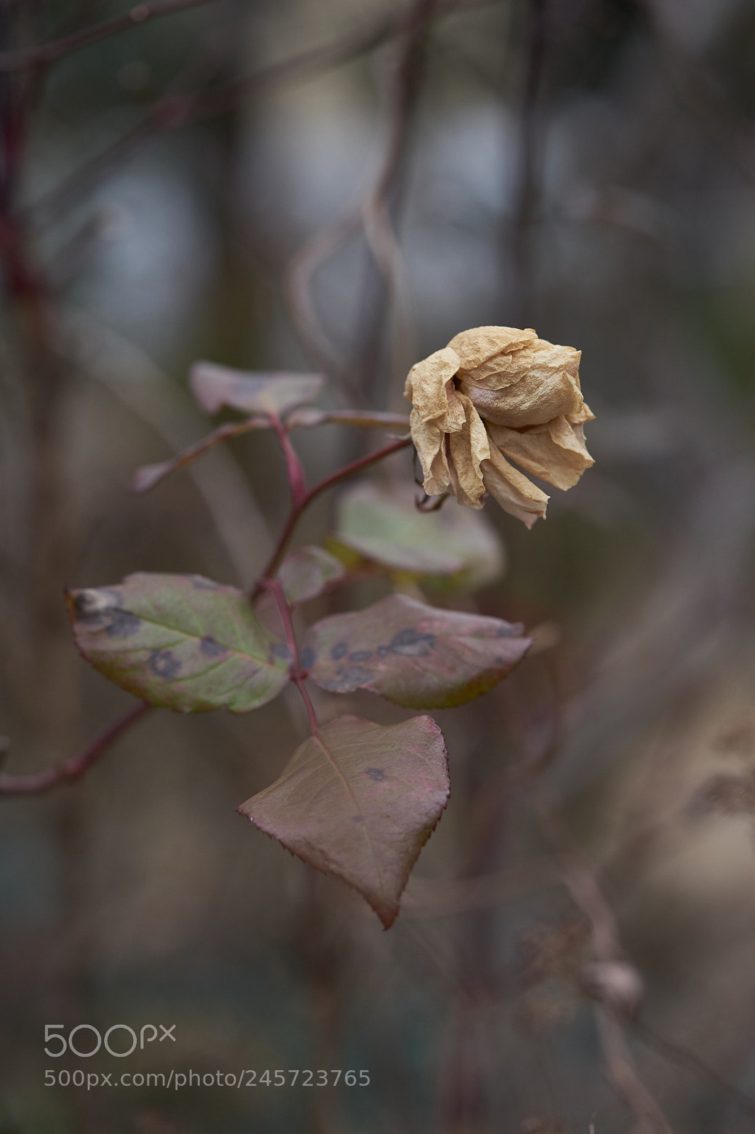 Sony a7 sample photo. Flowers 6124 photography