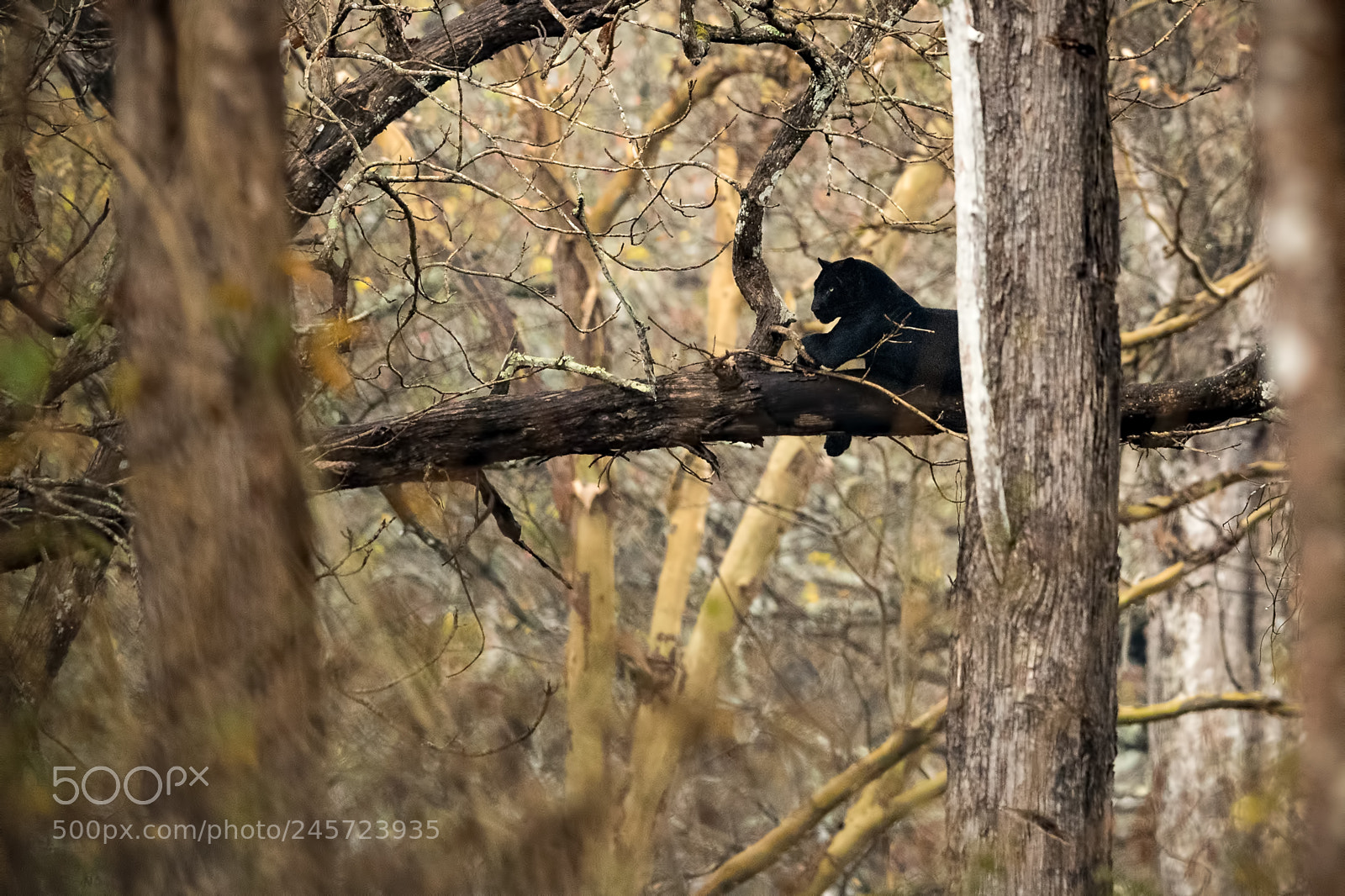 Nikon D5 sample photo. Black cat - leopard photography