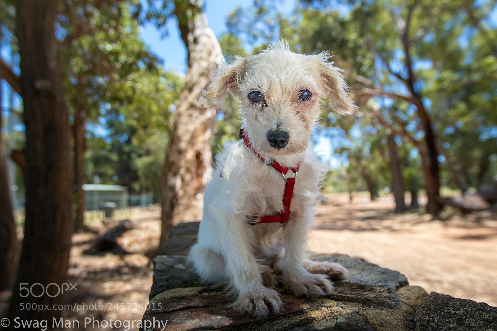 Canon EOS 7D Mark II sample photo. Mouse little rescue photography