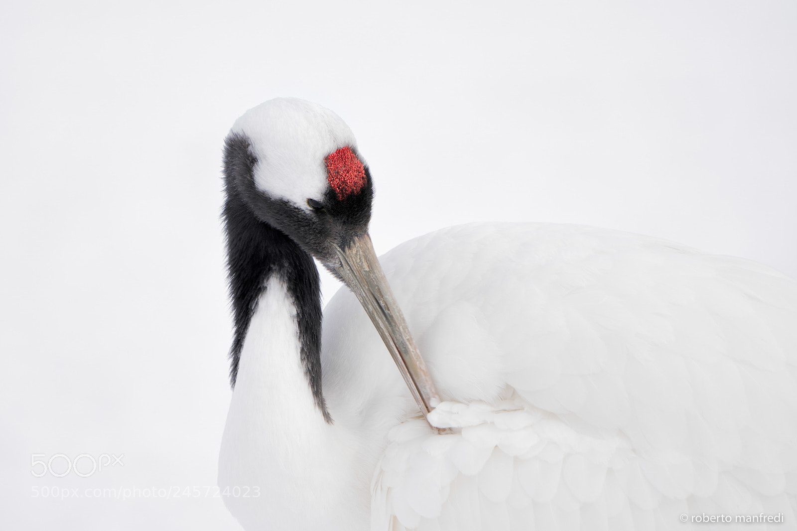 Sony a6500 sample photo. Crane portrait photography