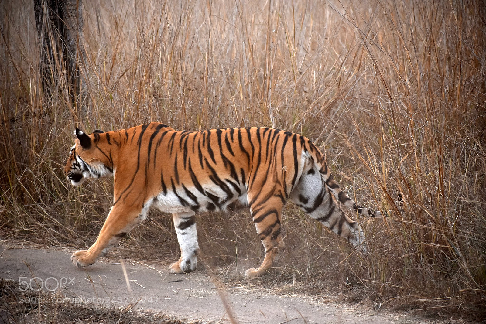 Nikon D7200 sample photo. Tiger photography