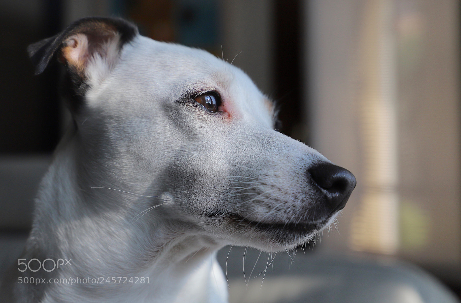Canon EOS 6D Mark II sample photo. Untitled photography