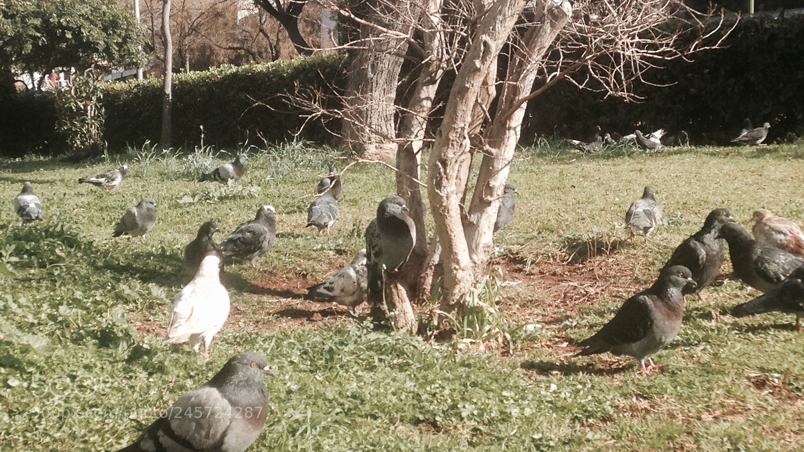 Apple iPhone 5 sample photo. Pigeons everywhere photography