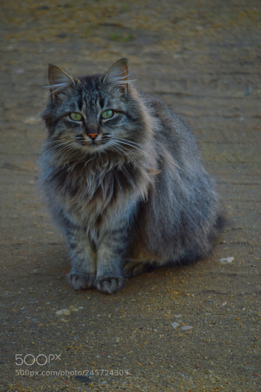 Nikon D3200 sample photo. Gata photography
