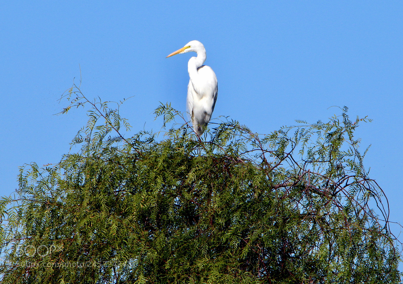 Canon EOS 7D Mark II sample photo. Egret looking for prey photography