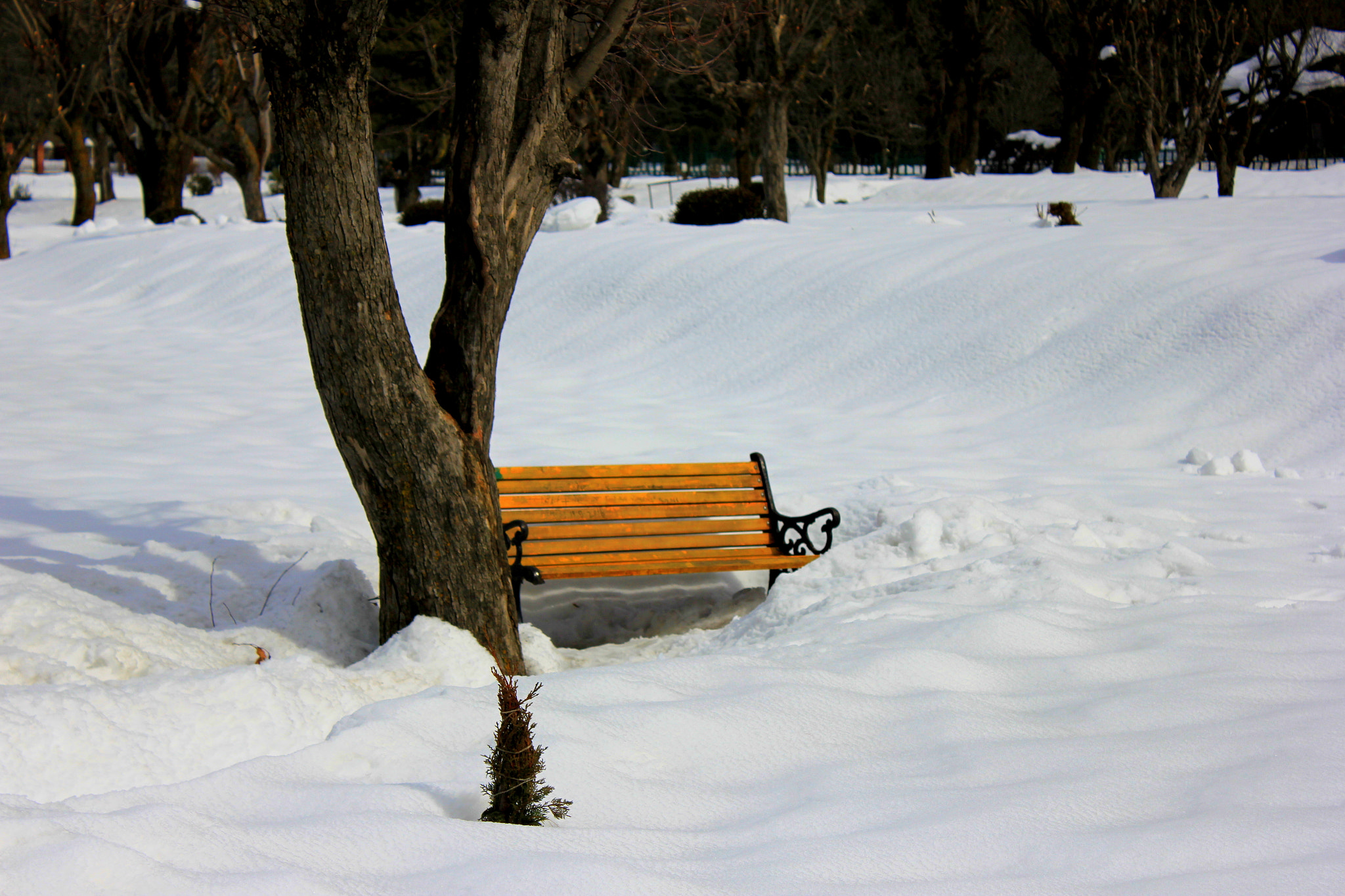 Canon EOS 550D (EOS Rebel T2i / EOS Kiss X4) sample photo. Park - pahalgam photography