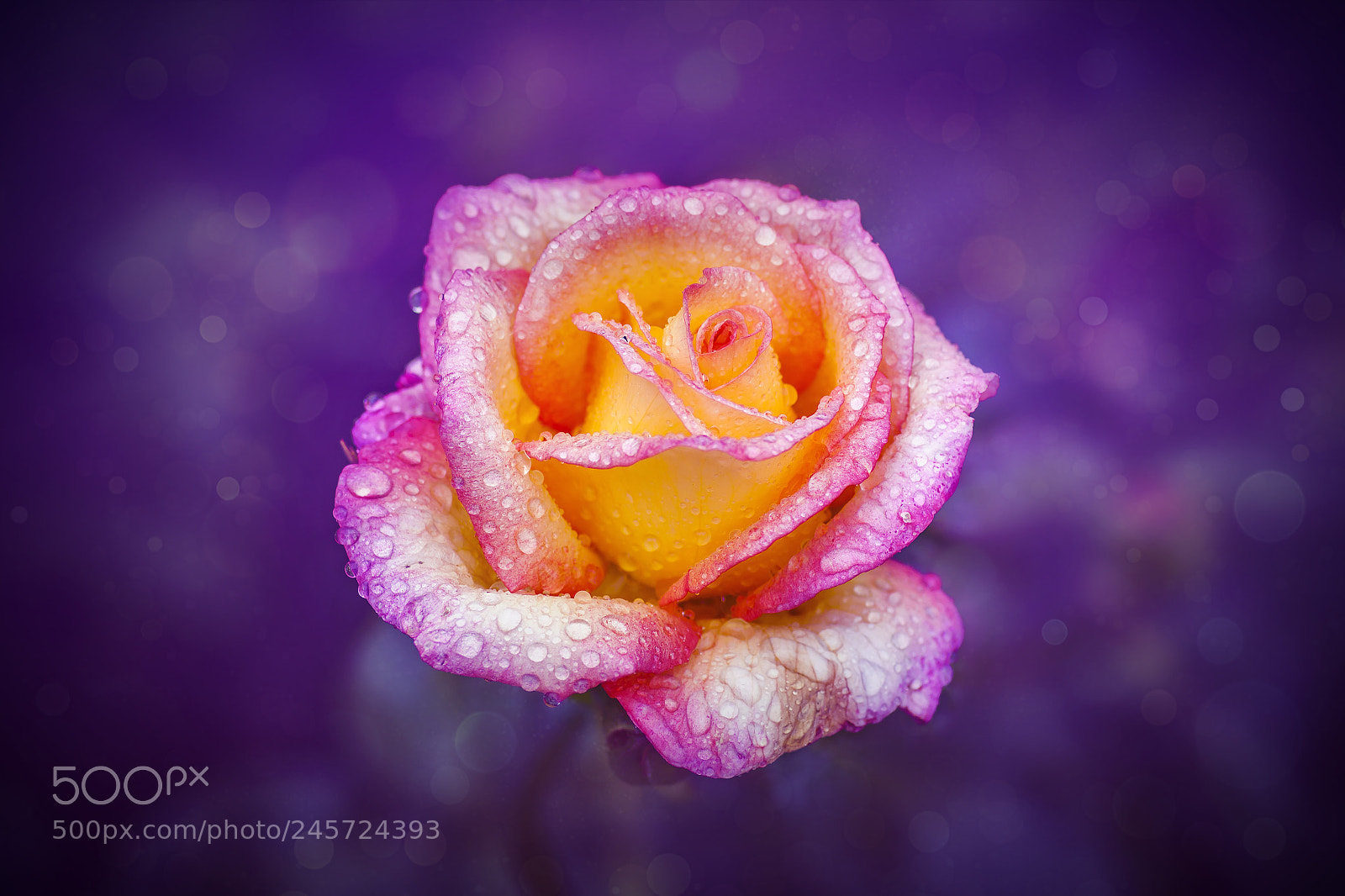 Canon EOS 50D sample photo. A rose photography