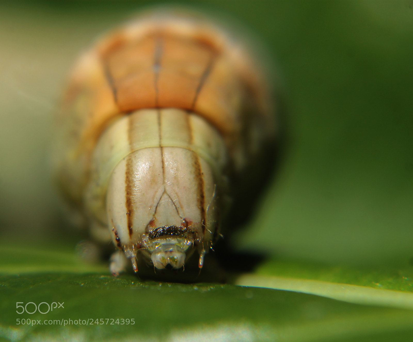 Canon EOS 1100D (EOS Rebel T3 / EOS Kiss X50) sample photo. Green caterpillar photography