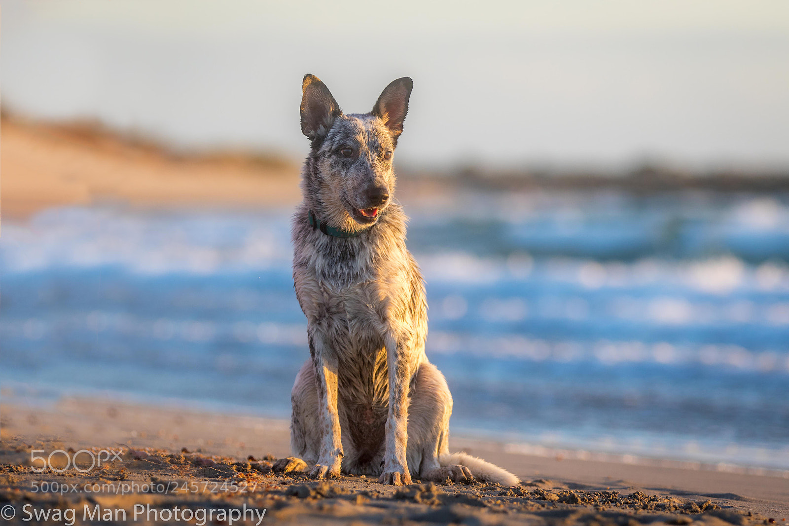 Canon EOS 7D Mark II sample photo. Cookie, evening at the photography