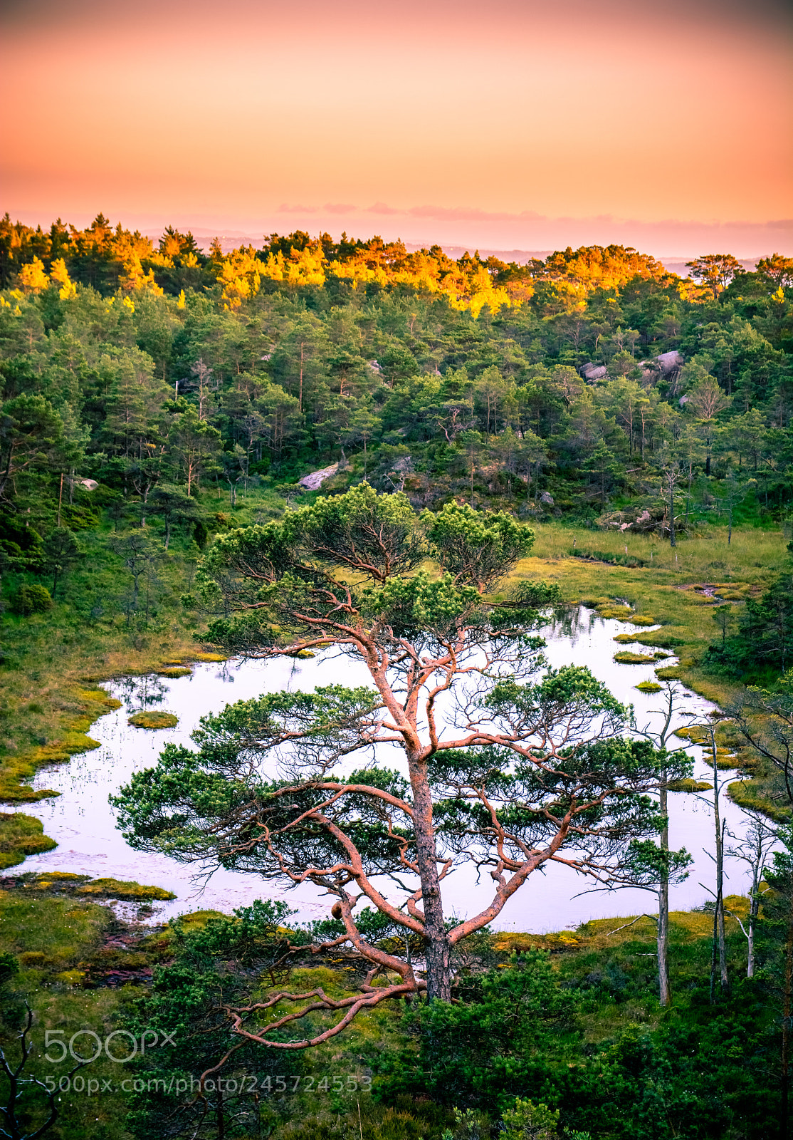 Nikon D7100 sample photo. Tree photography
