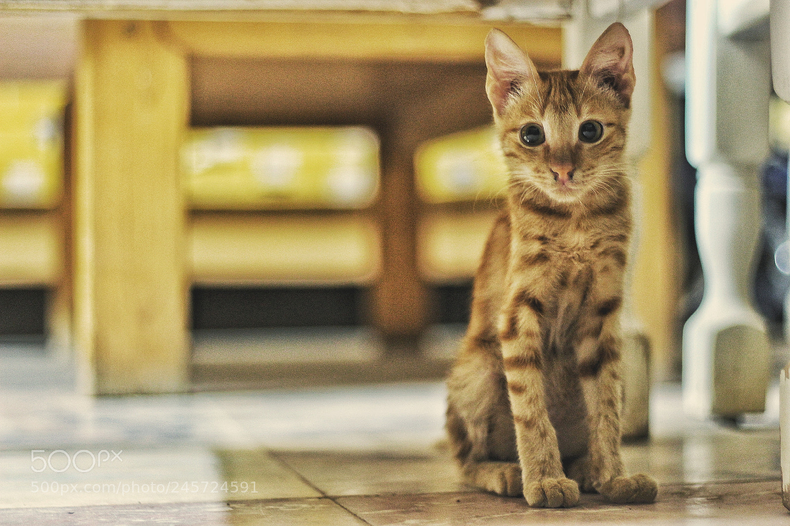 Canon EOS 700D (EOS Rebel T5i / EOS Kiss X7i) sample photo. Ginger kitten photography