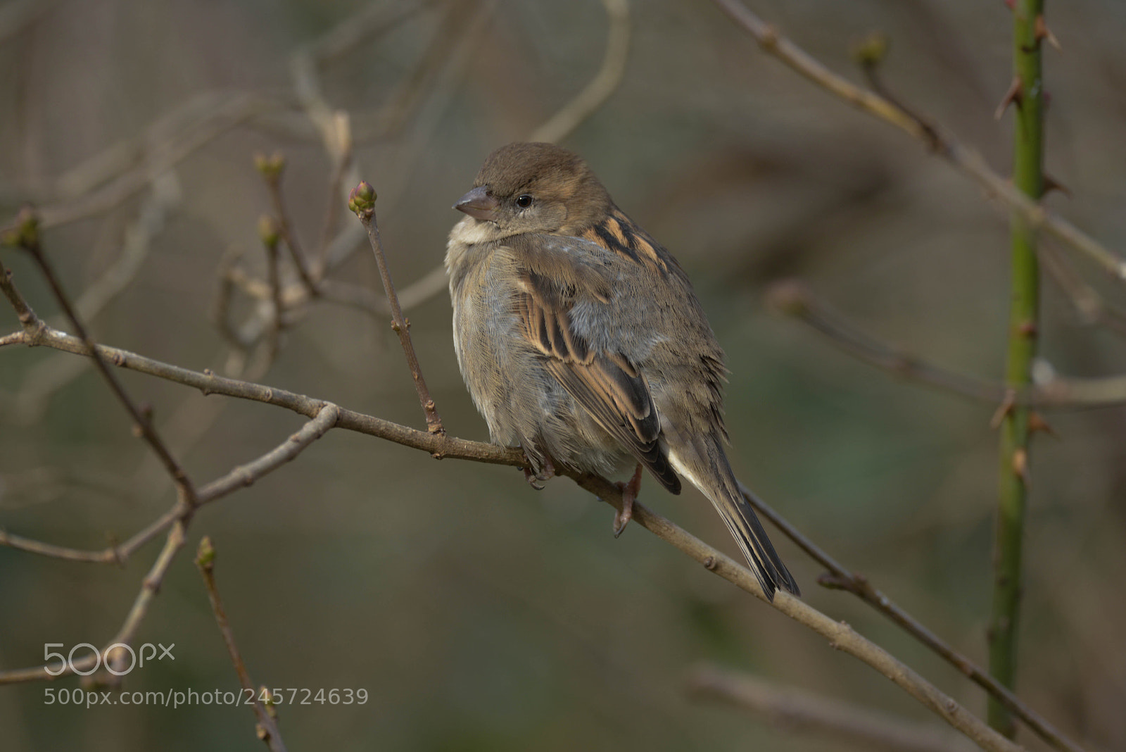 Nikon D800 sample photo. Sparrow photography