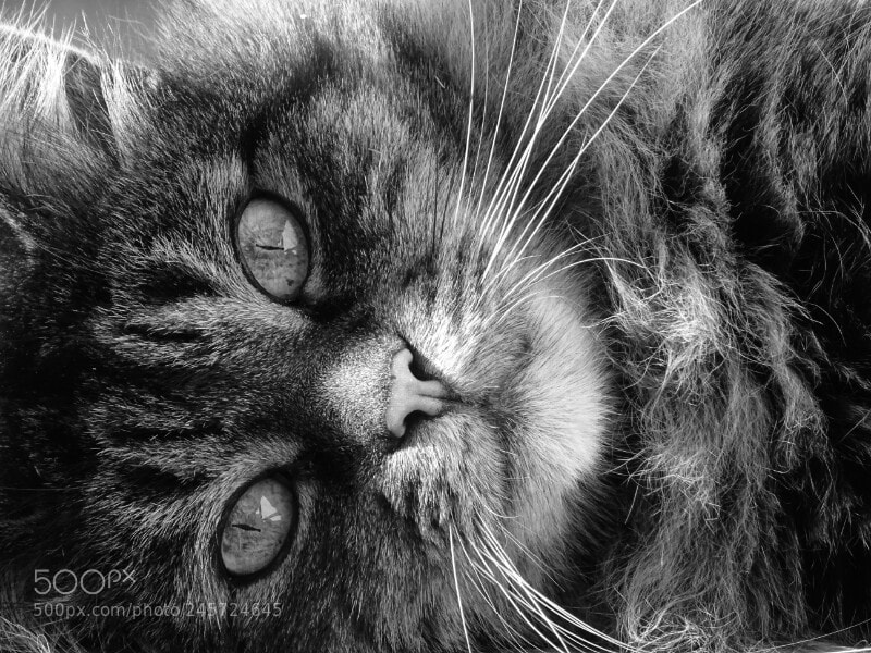 Sony DSC-HX60V sample photo. Die augen der katze... photography
