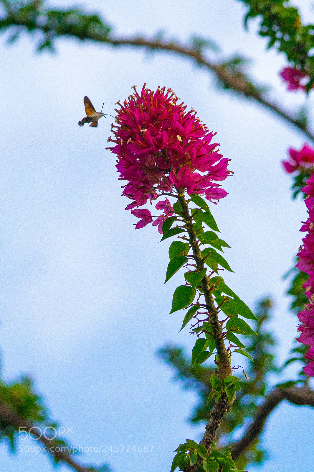 Sony a7 II sample photo. Humming summer photography