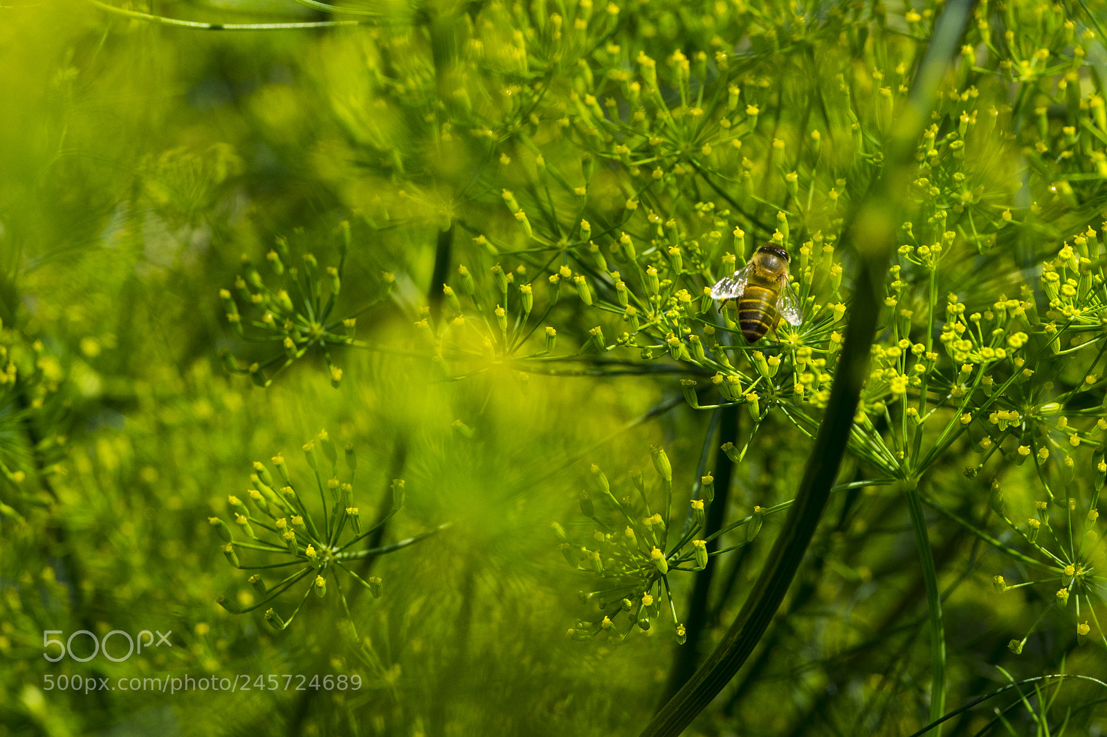 Sony a7 sample photo. Bee photography