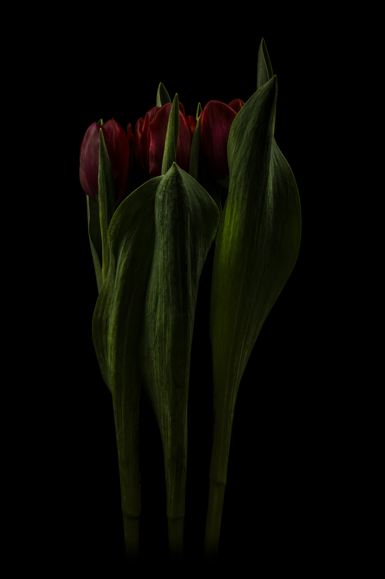 Sigma sd Quattro sample photo. 遵奉 photography
