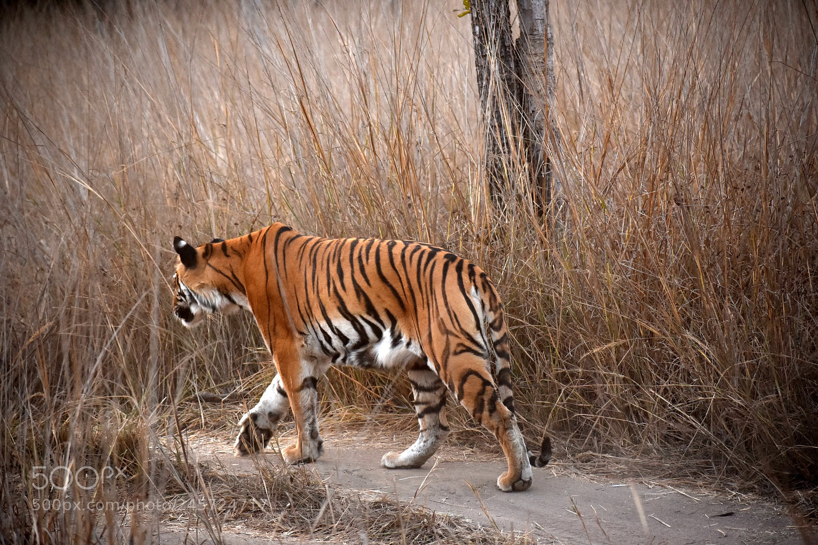 Nikon D7200 sample photo. Tiger photography