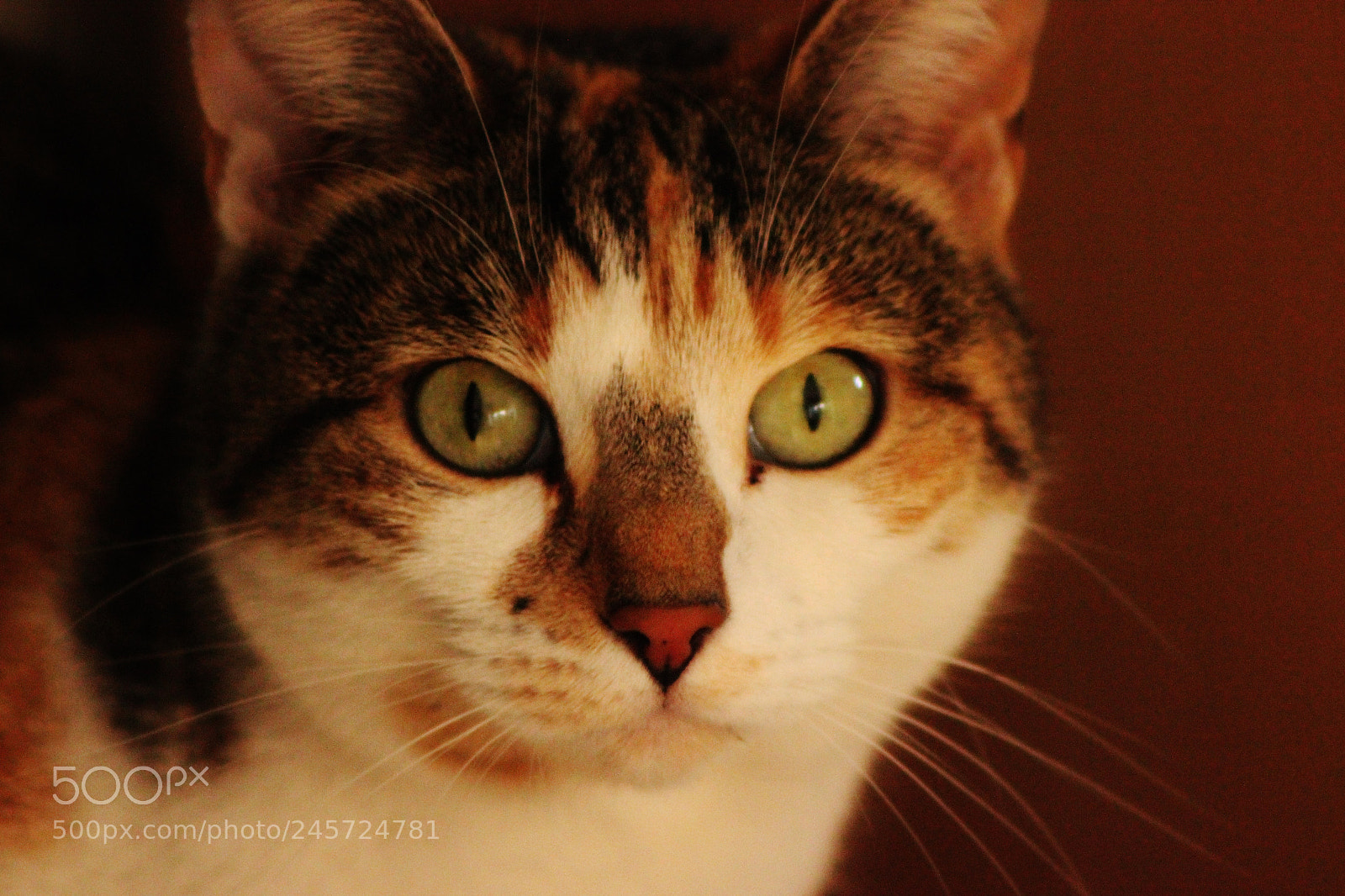 Canon EOS 550D (EOS Rebel T2i / EOS Kiss X4) sample photo. Asker photography