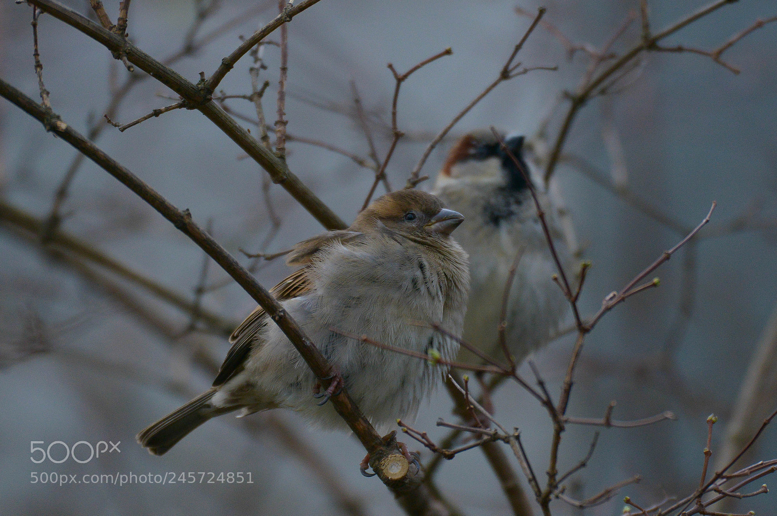 Nikon D800 sample photo. It´s cold outside photography