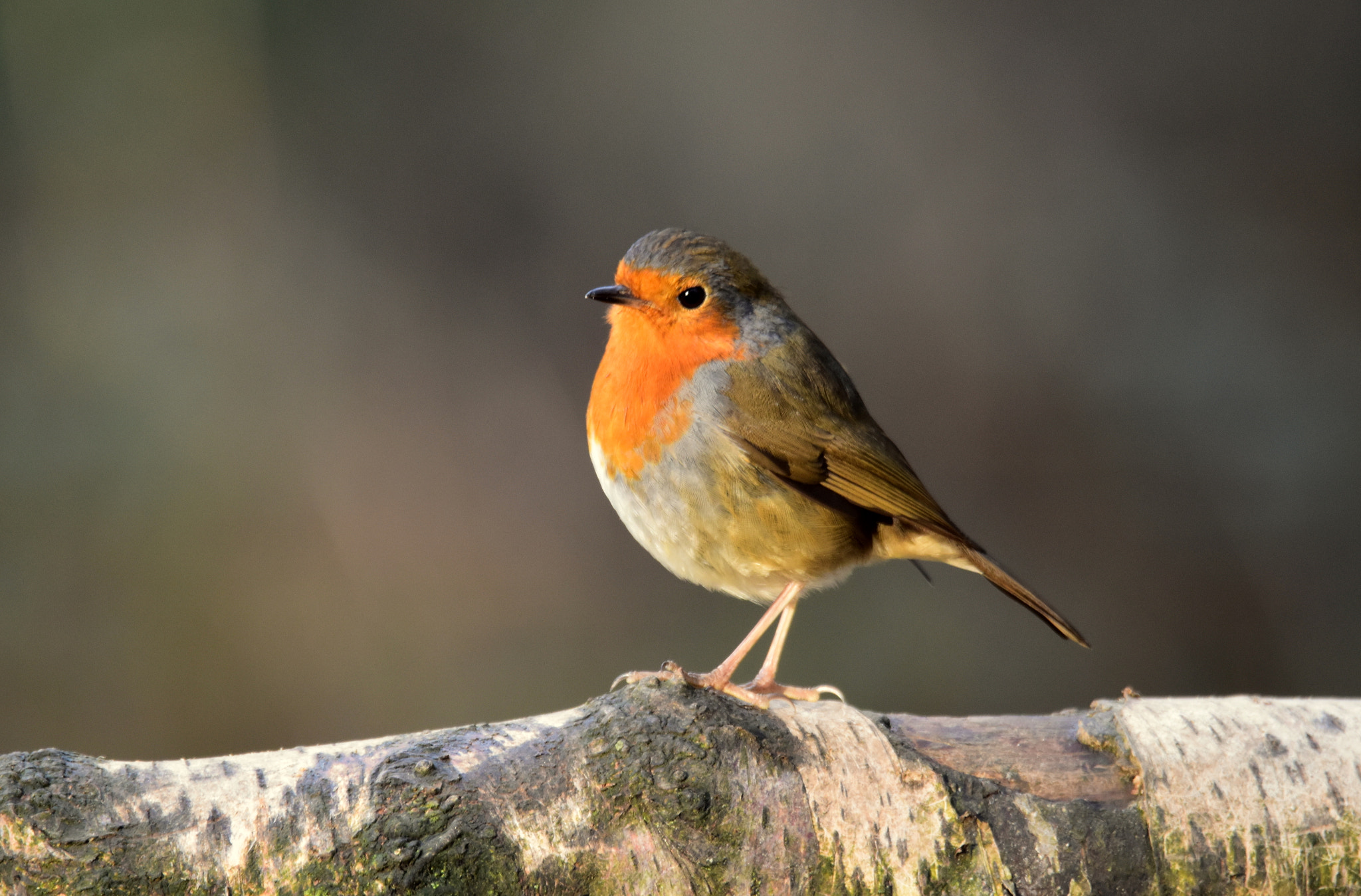 Nikon D5500 sample photo. Beautiful robin photography