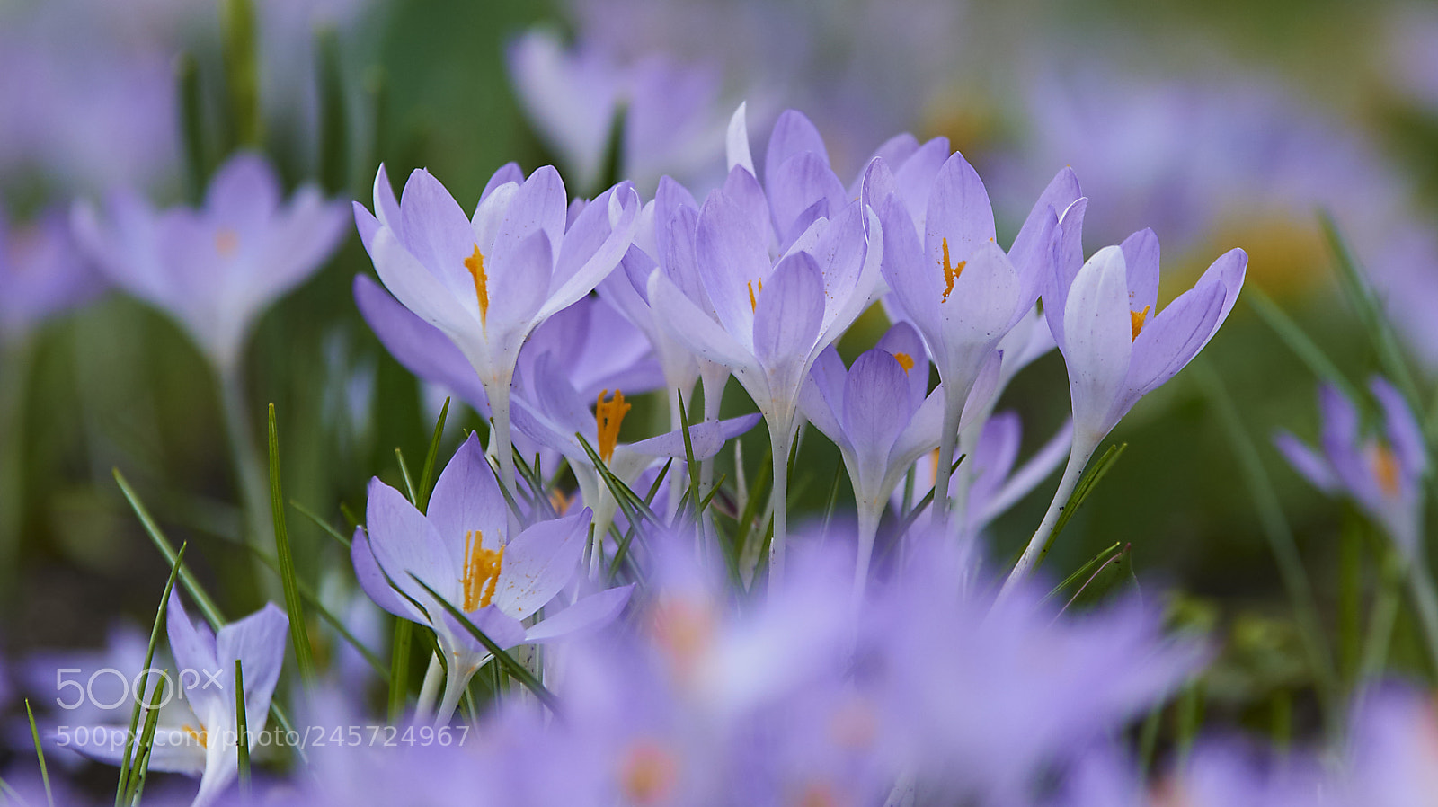 Nikon D800 sample photo. Spring crocus photography