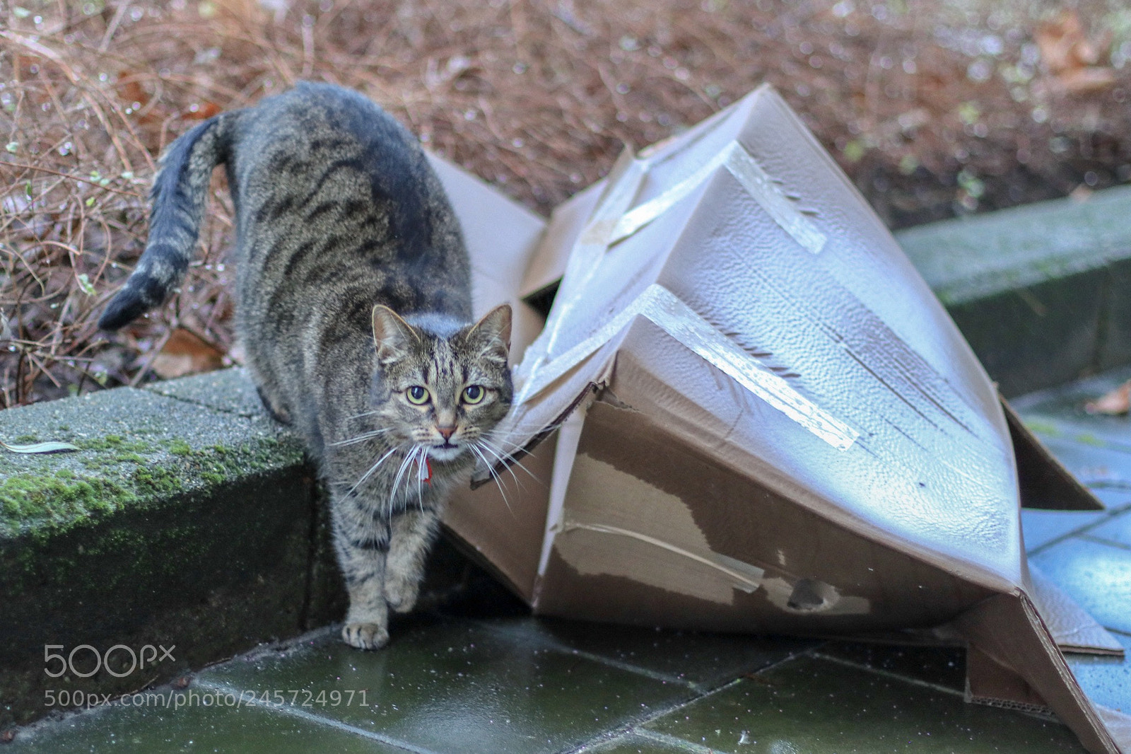 Canon EOS M6 sample photo. Hello buddy! photography