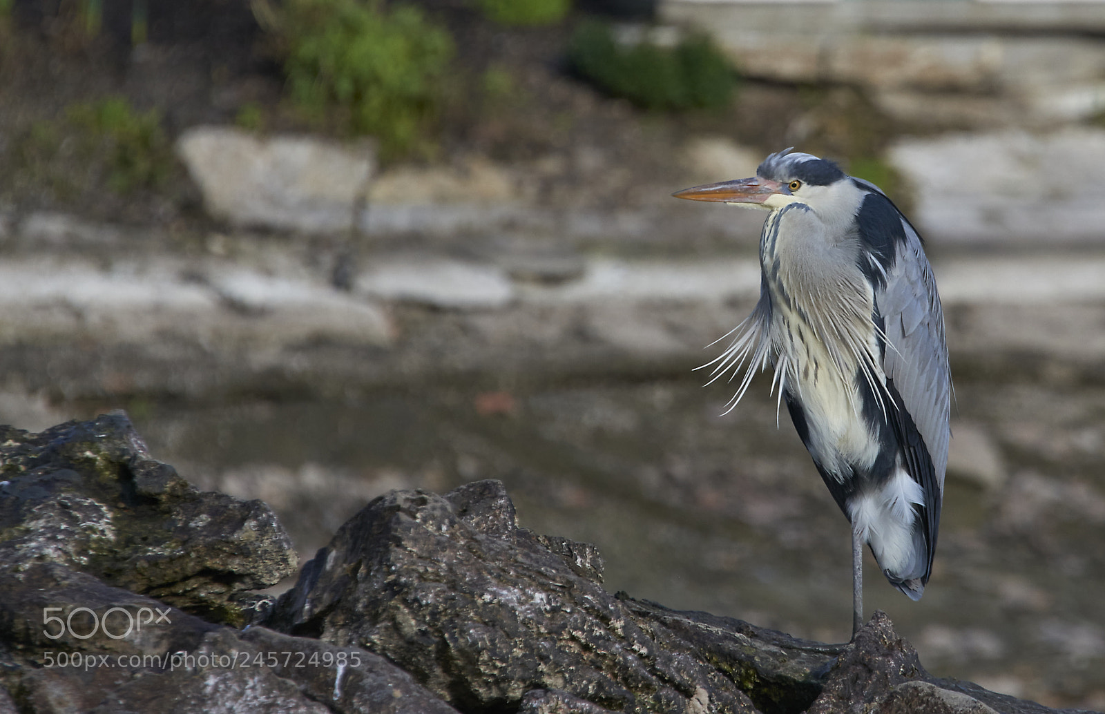 Nikon D800 sample photo. Graureiher (grey heron) photography