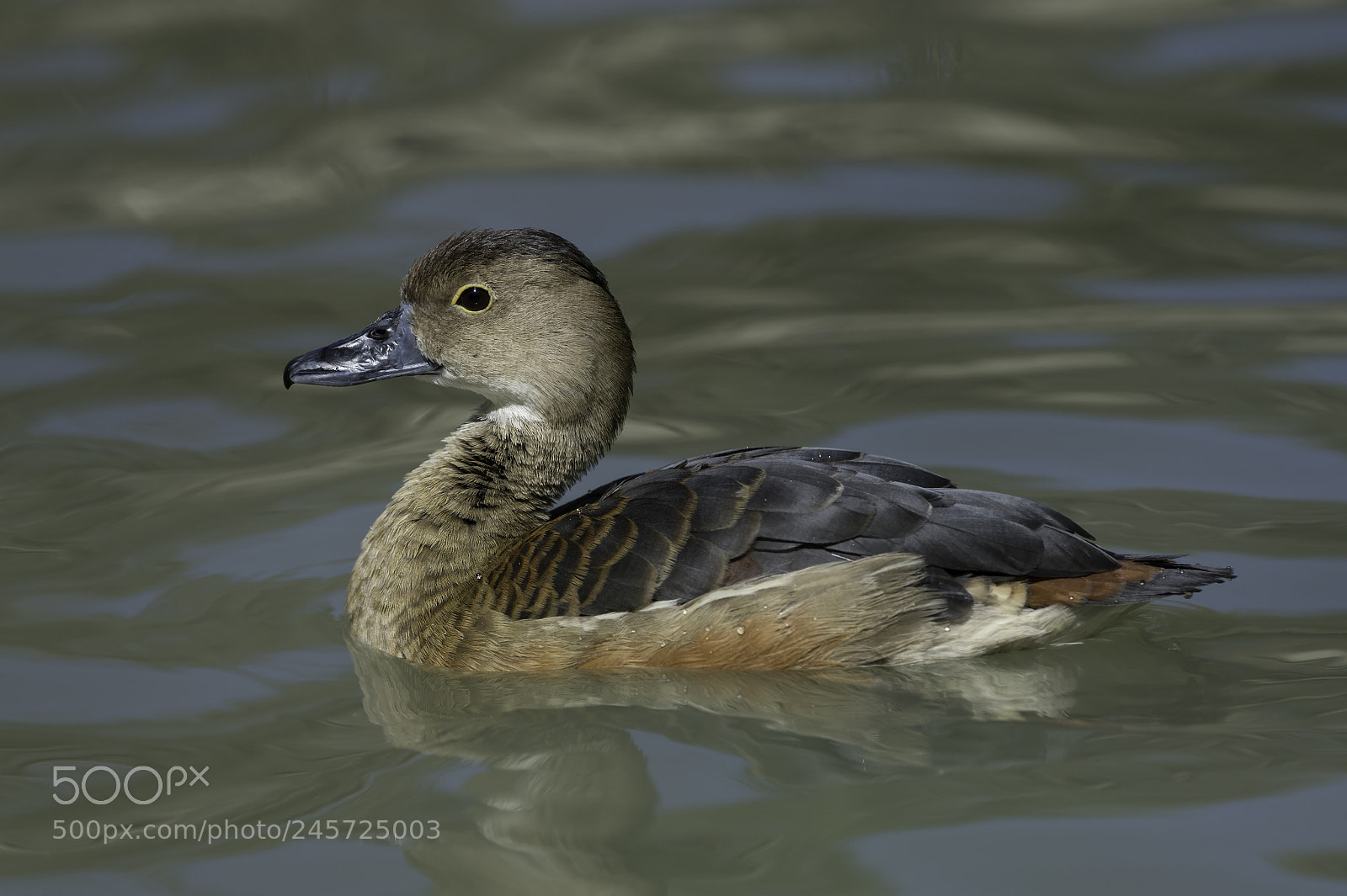 Nikon D4 sample photo. Lesser whistling duck photography