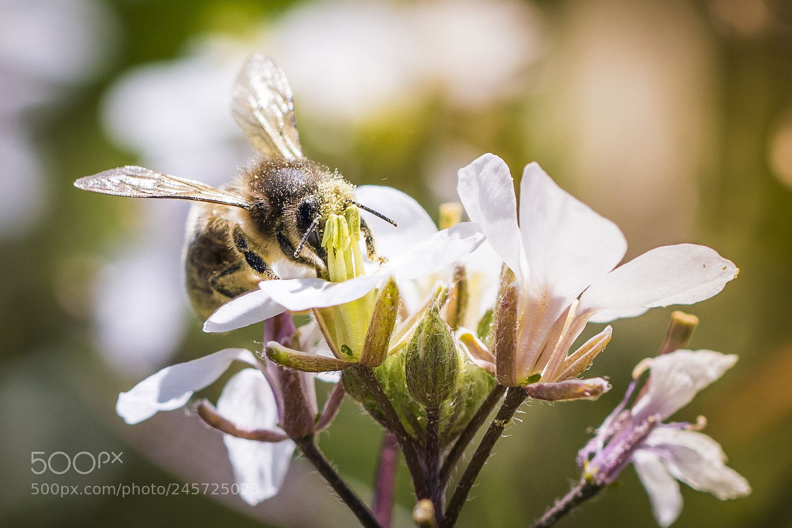 Nikon D500 sample photo. Pollination photography