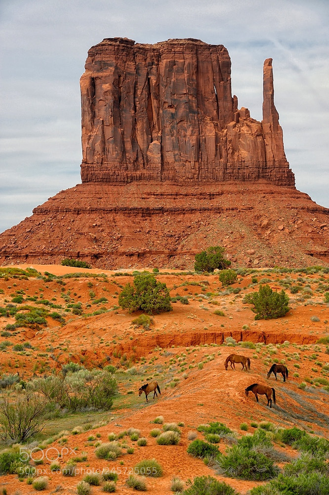 Nikon D700 sample photo. Mitten and horses photography