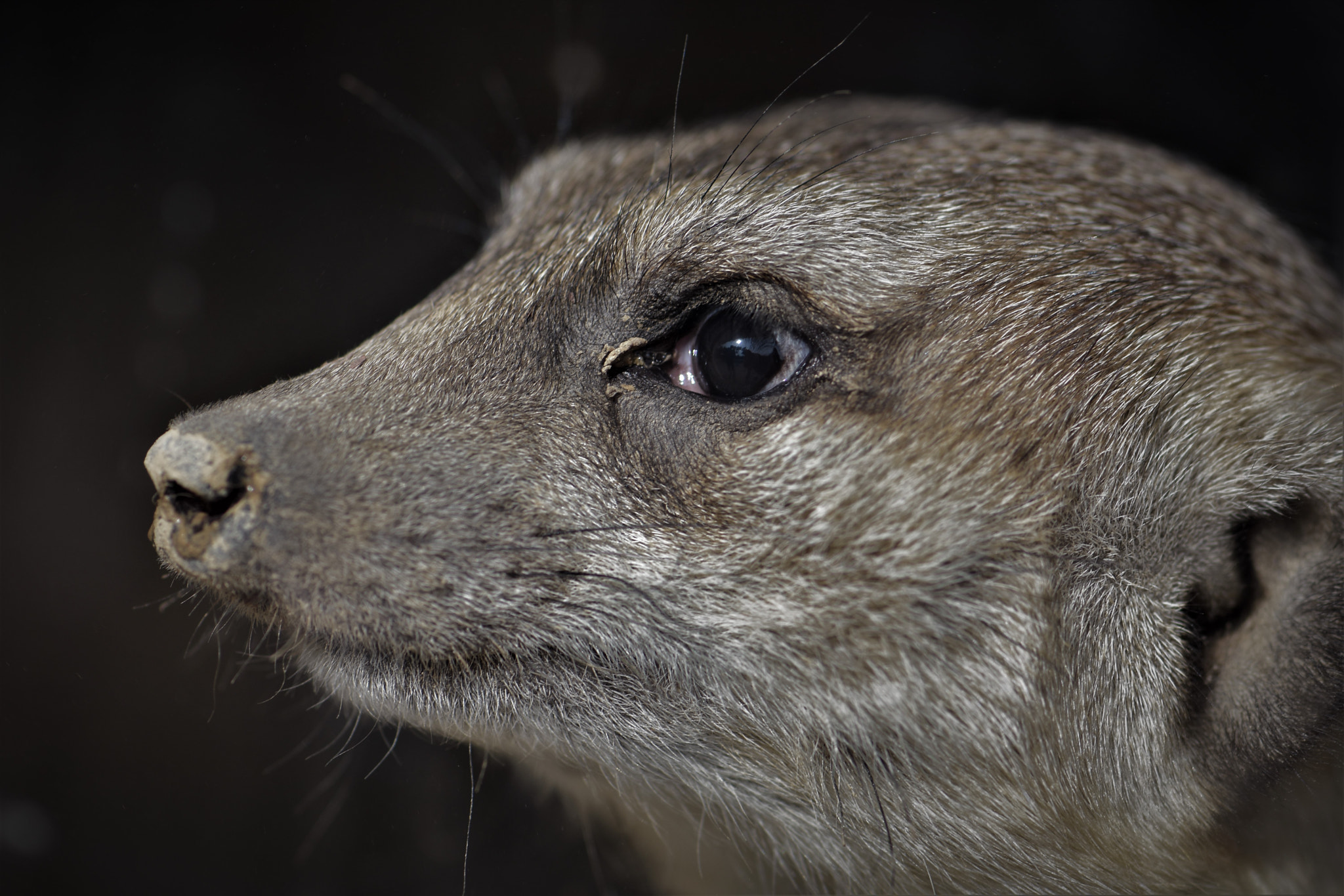 Nikon AF-S Micro-Nikkor 105mm F2.8G IF-ED VR sample photo. Portrait of a meerkat ! photography