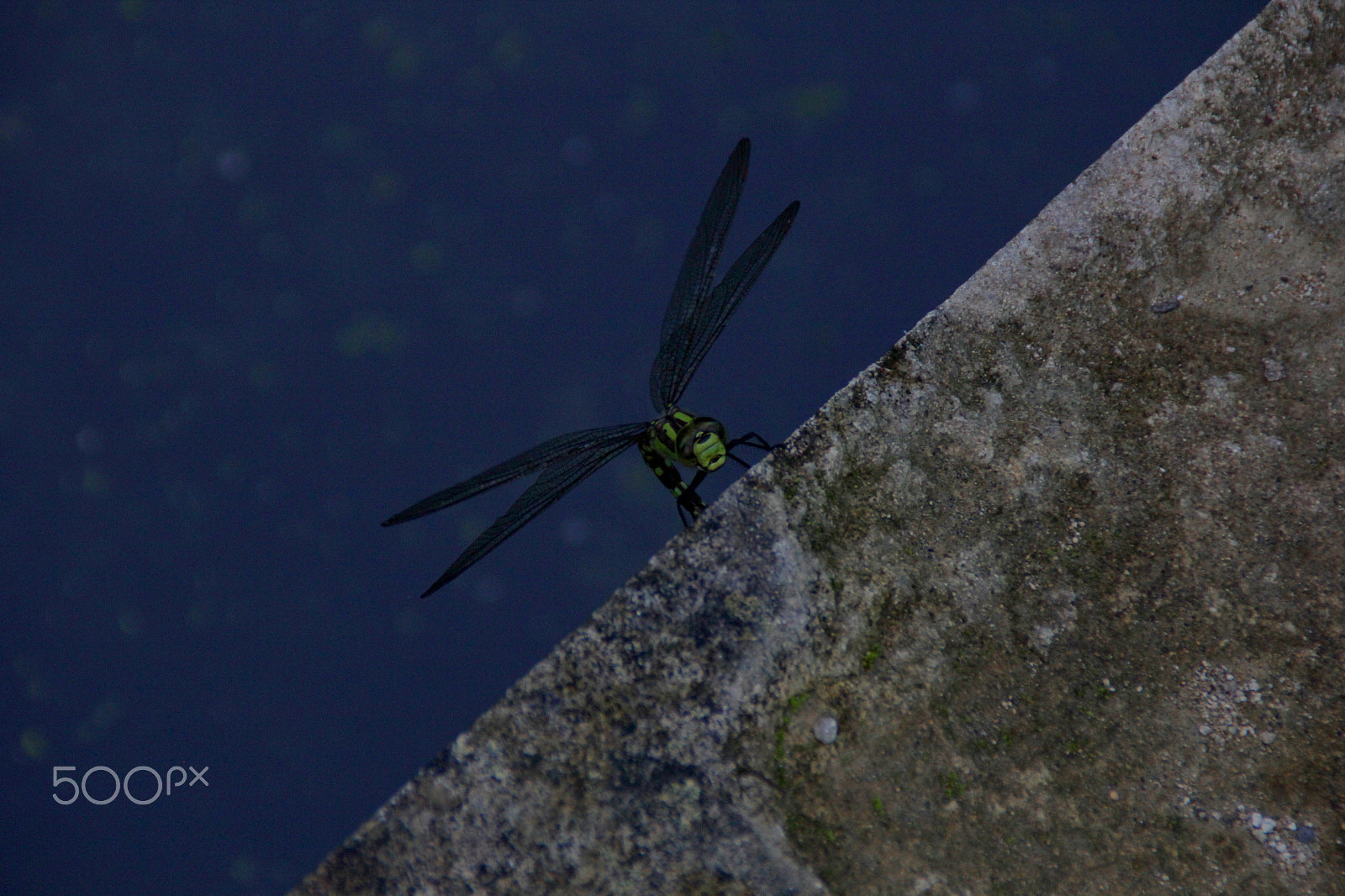 Canon EOS 60D sample photo. Img photography