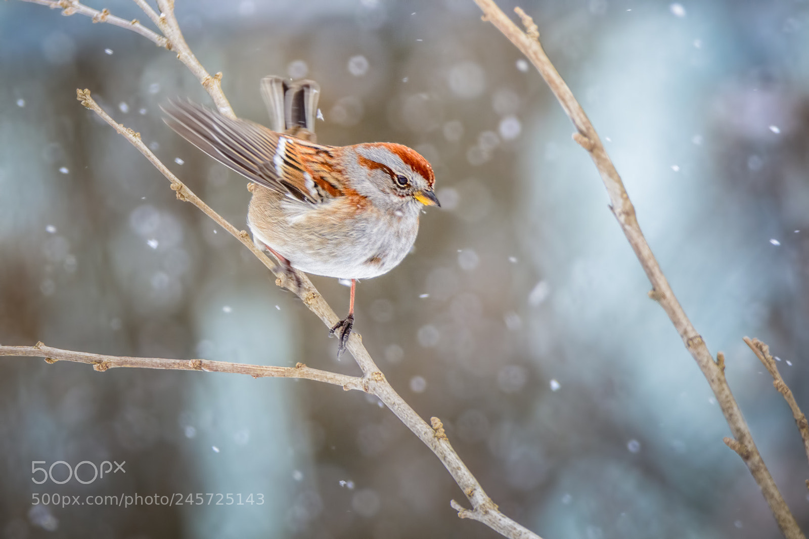 Nikon D7100 sample photo. Tree sparrow #7 photography