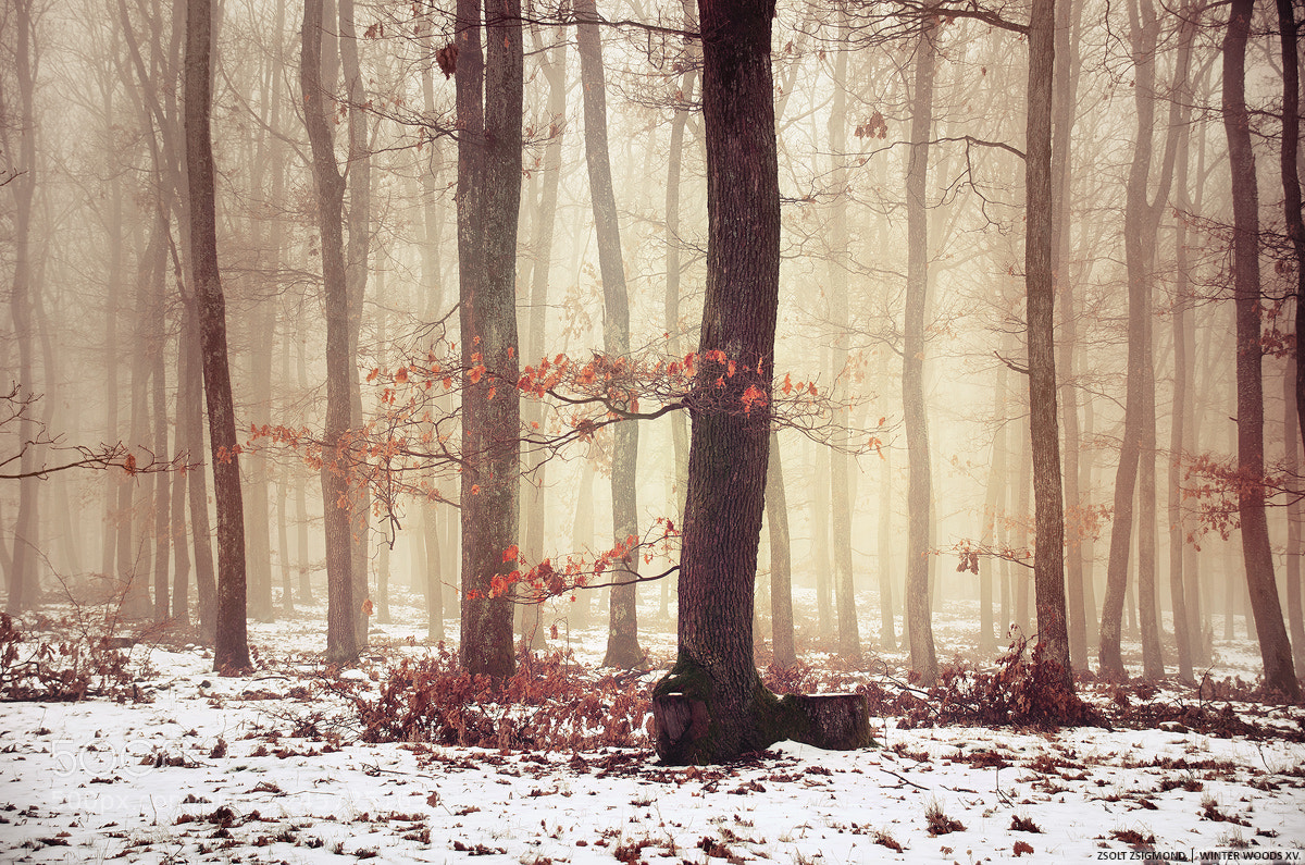 Nikon D5100 sample photo. Winter woods xv. photography