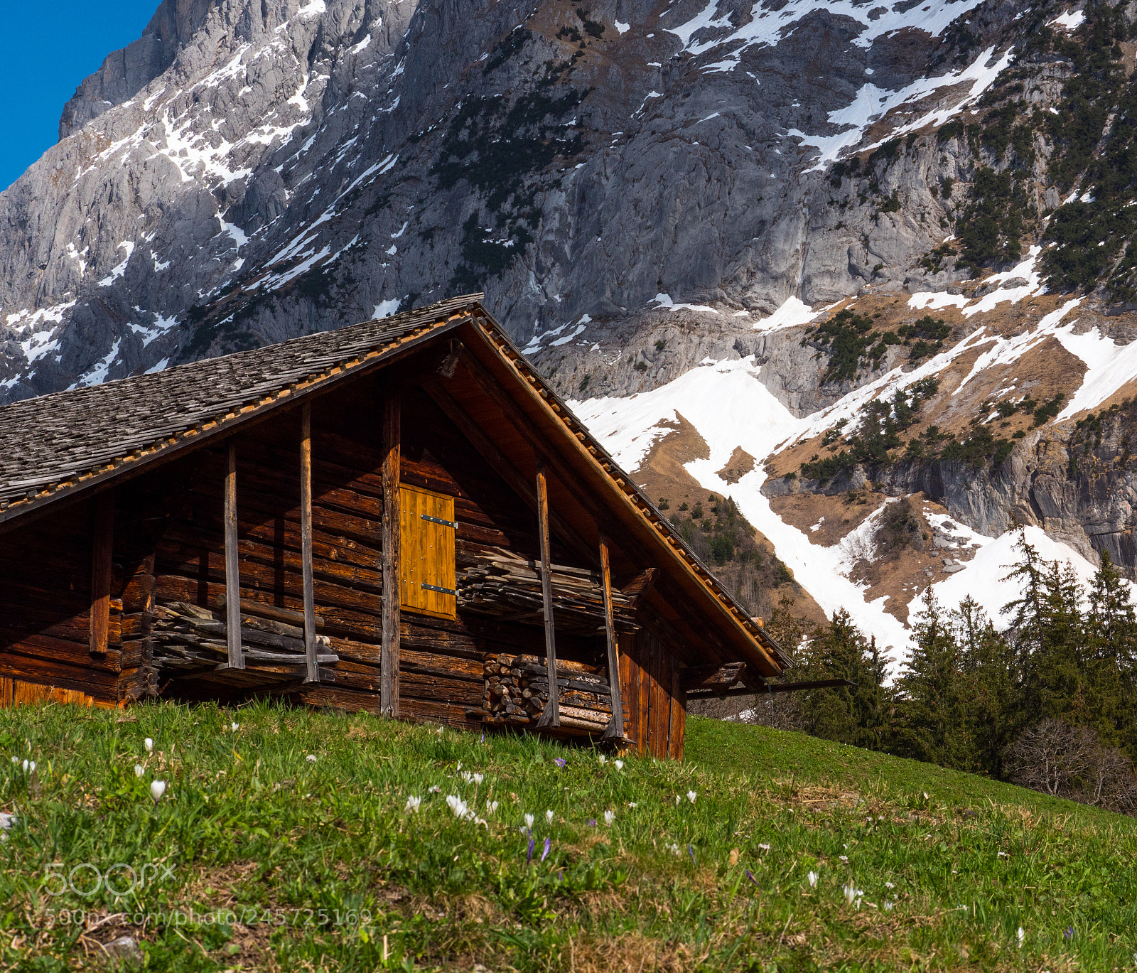 Panasonic Lumix DC-GH5 sample photo. Cootage on alp pasture photography