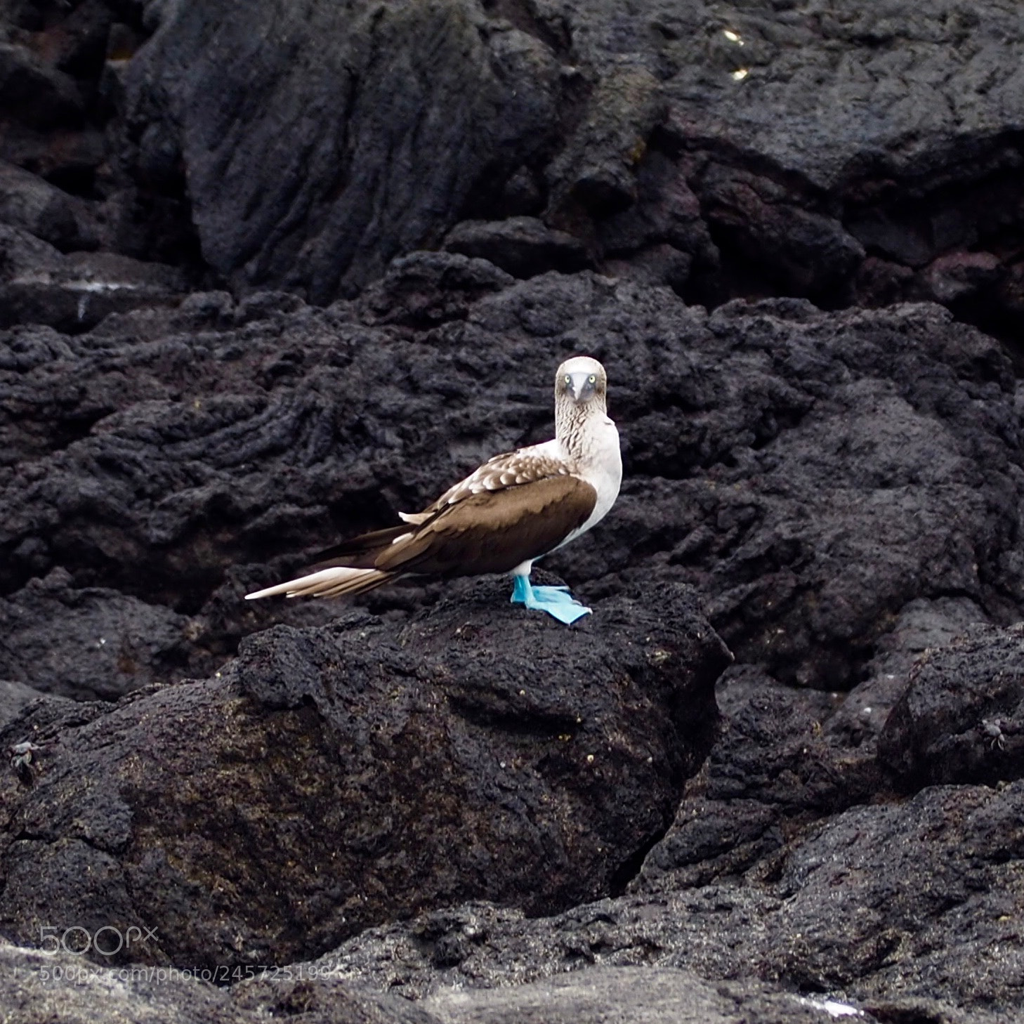 Olympus OM-D E-M10 II sample photo. Blue footed boobie photography
