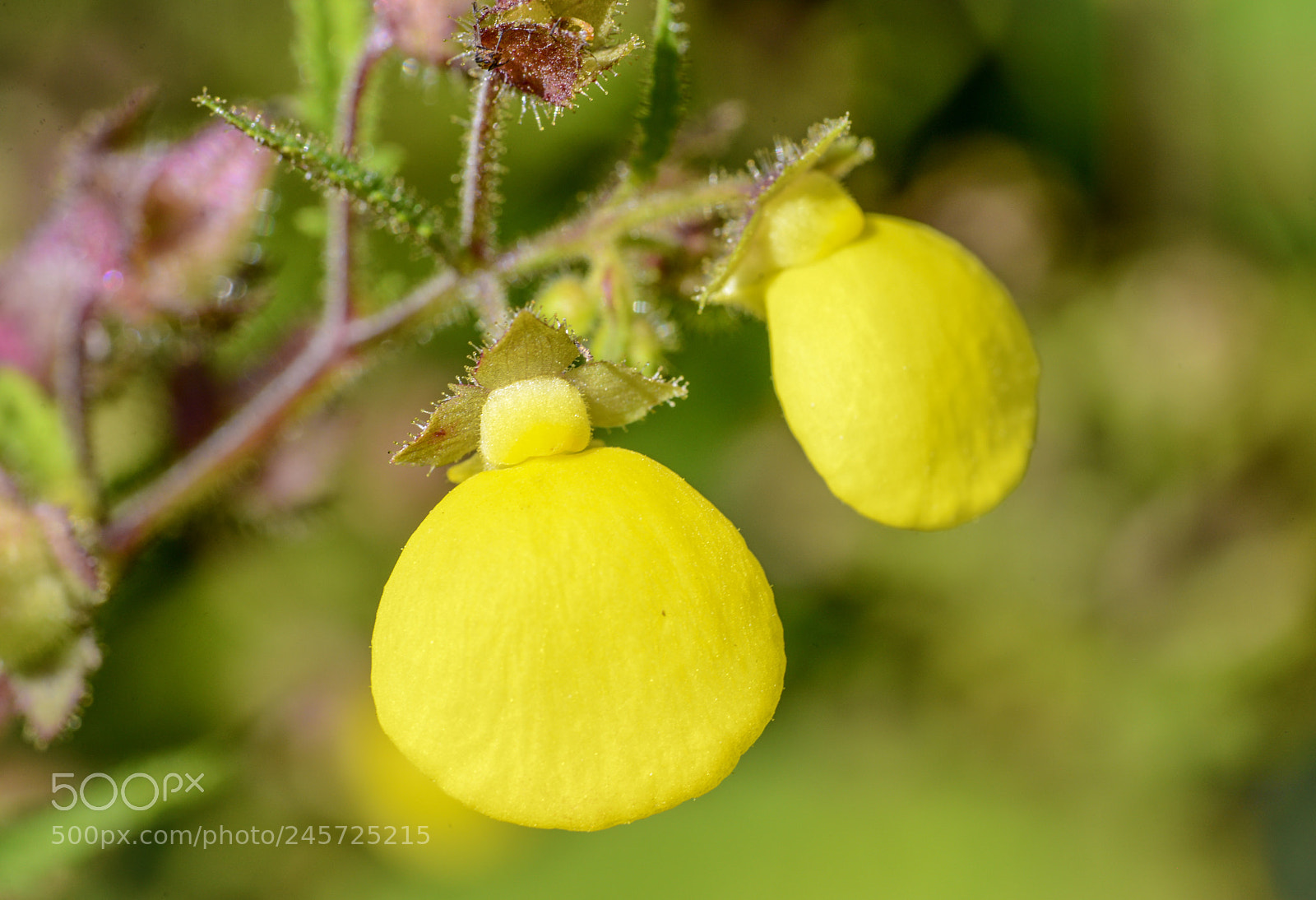 Nikon D600 sample photo. Yellow bells photography