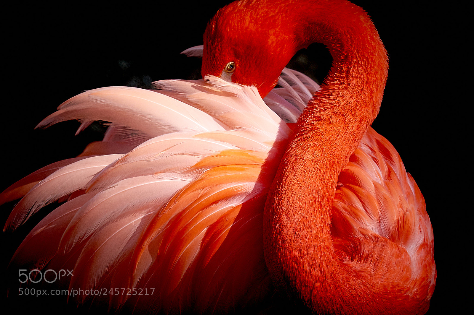 Sony a7 II sample photo. Flamingo photography