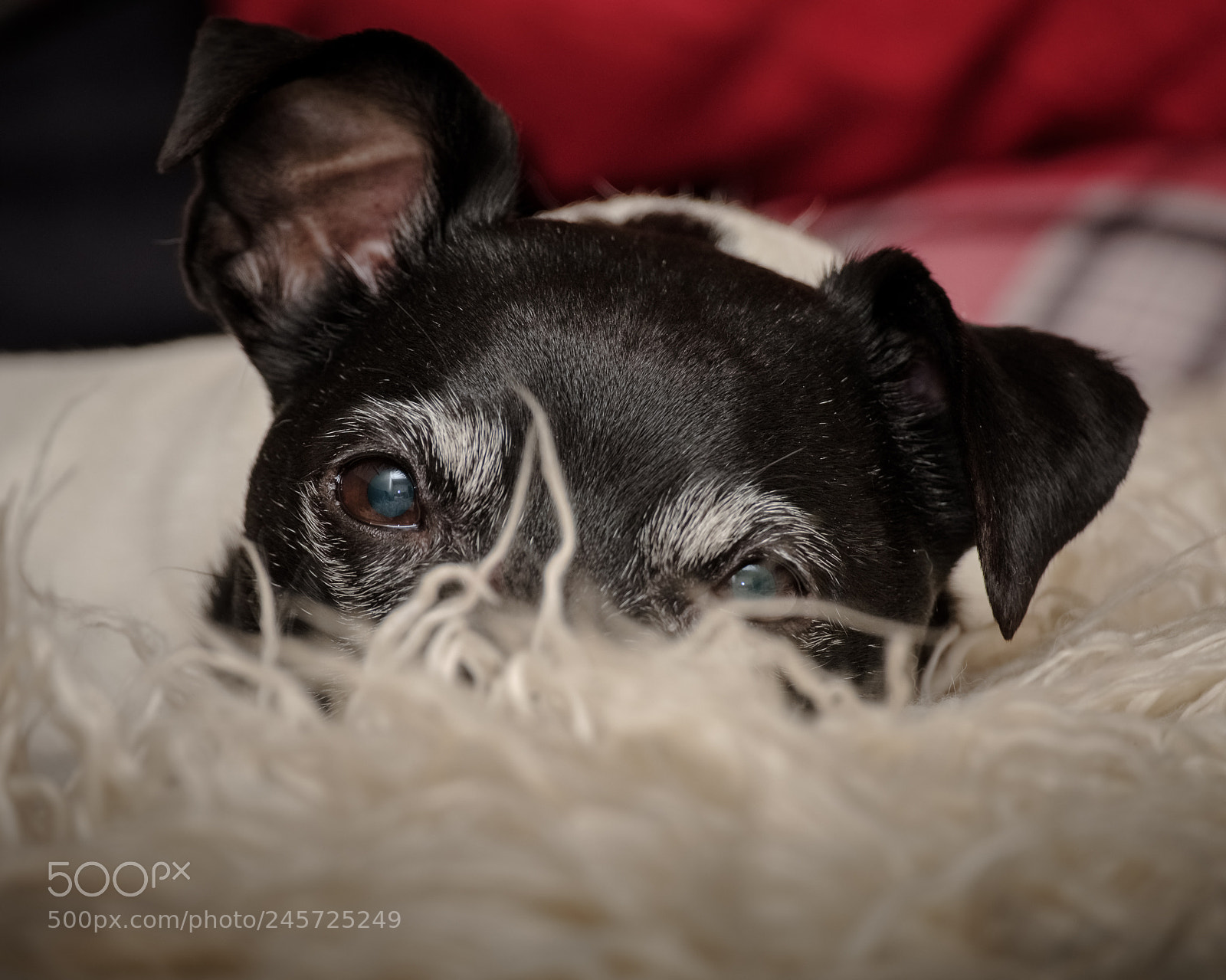 Fujifilm X-T2 sample photo. Dog photography