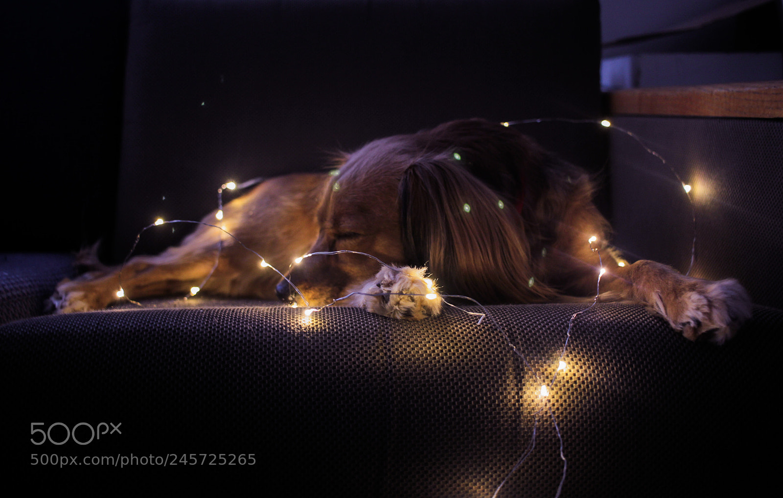 Canon EOS 60D sample photo. Lady in the lights photography