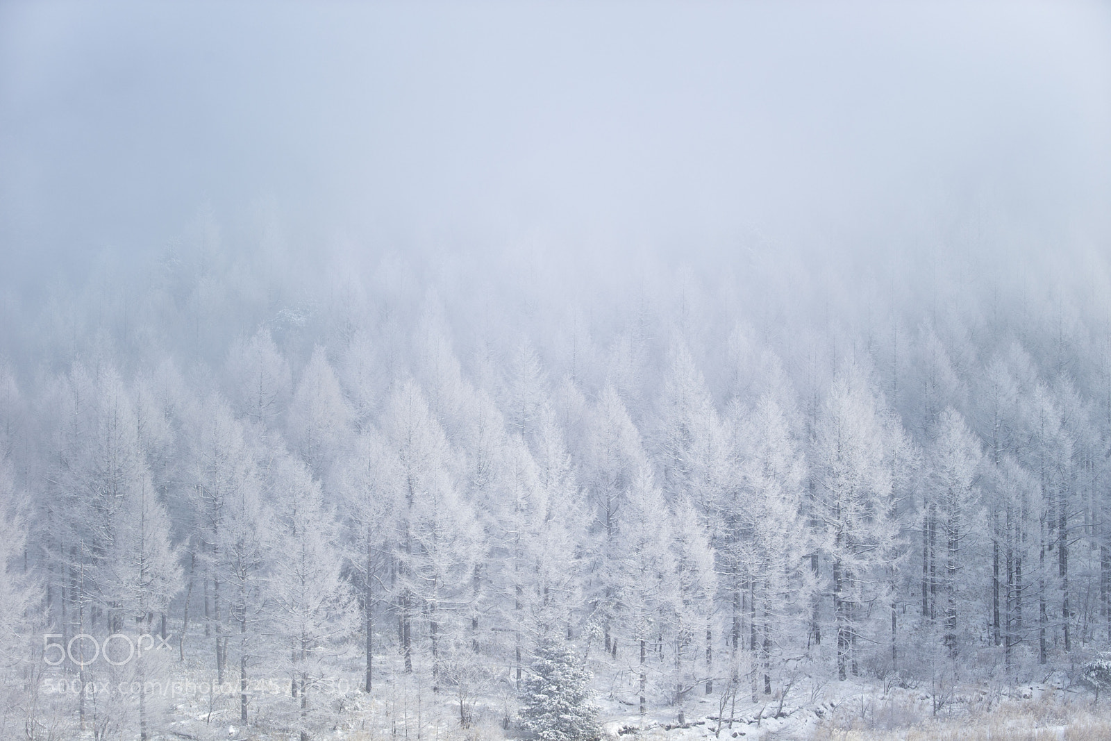 Canon EOS-1D X sample photo. Fog&frozentree photography
