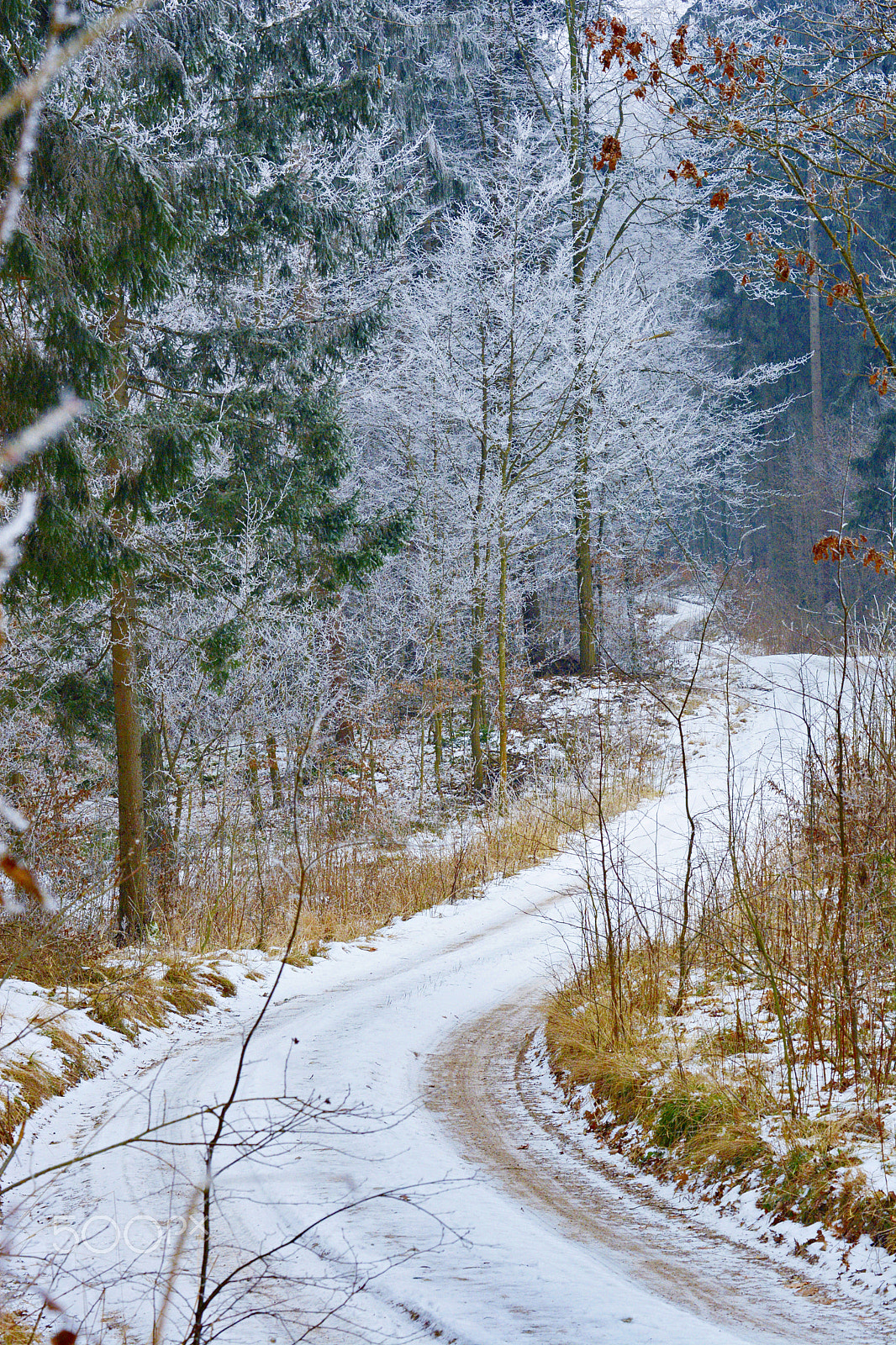 Nikon D5200 sample photo. Forest road. photography