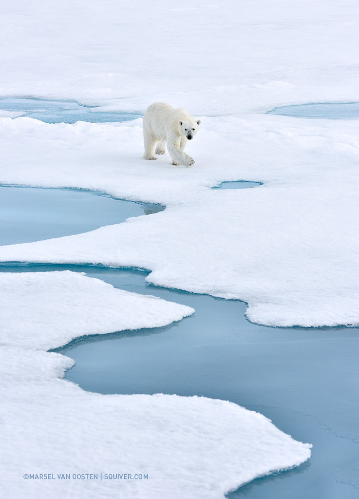 Closing In by Marsel van Oosten on 500px.com