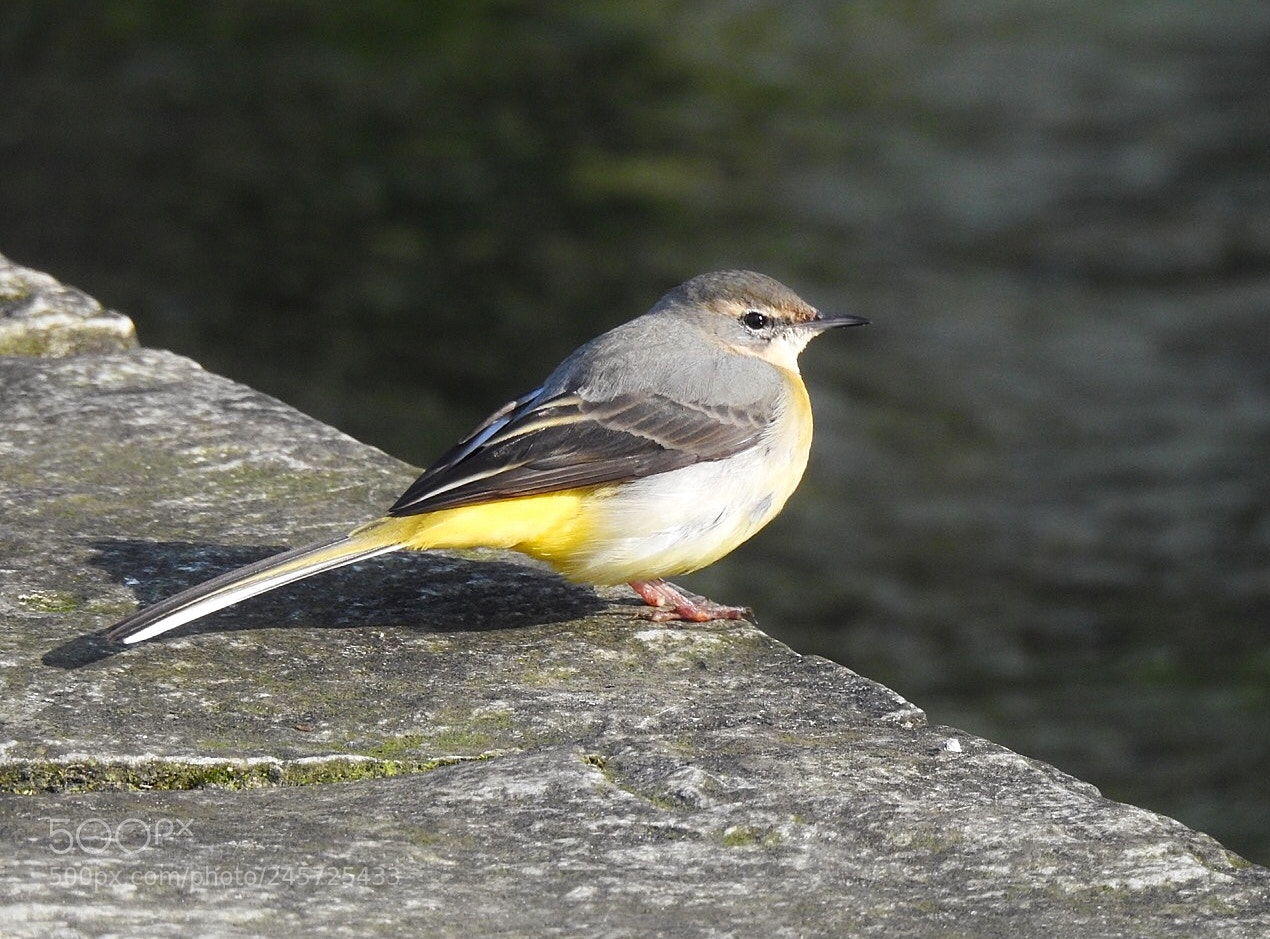 Nikon Coolpix P900 sample photo. Gebirgstelze/grey wagtail photography